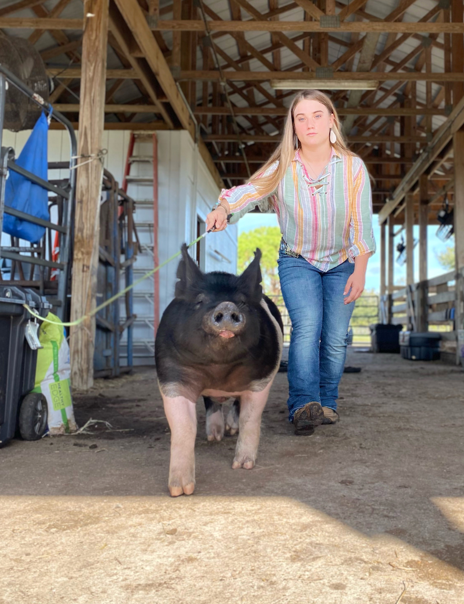Sophomore Josie Romine practices walking her pig, Chesney, in preparation for the Manatee County Fair. Courtesy photo.
