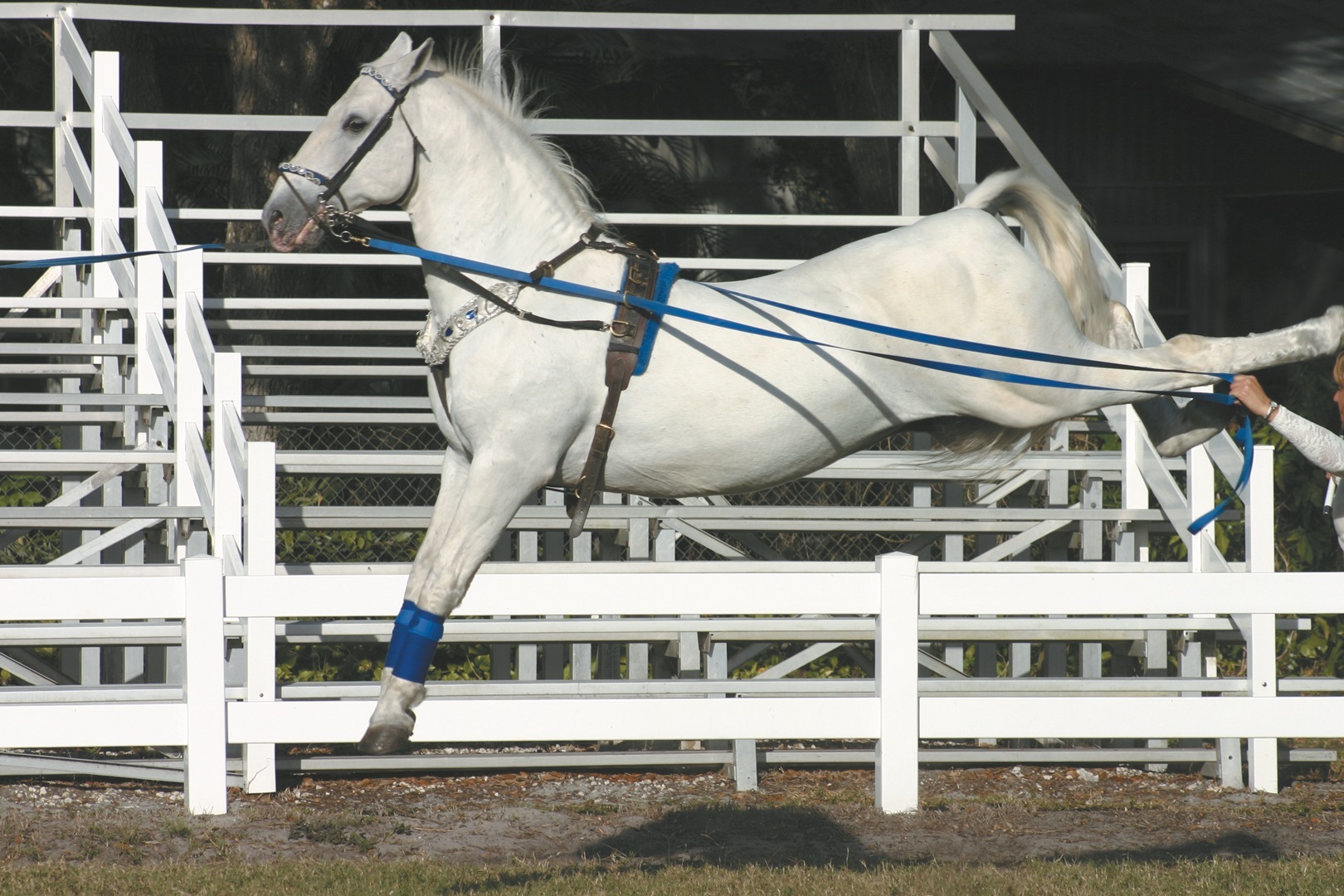 A Lipizzan performs a capriole, during which it jumps up and kicks straight back. When used during war, the force of a capriole could decapitate an opponent.