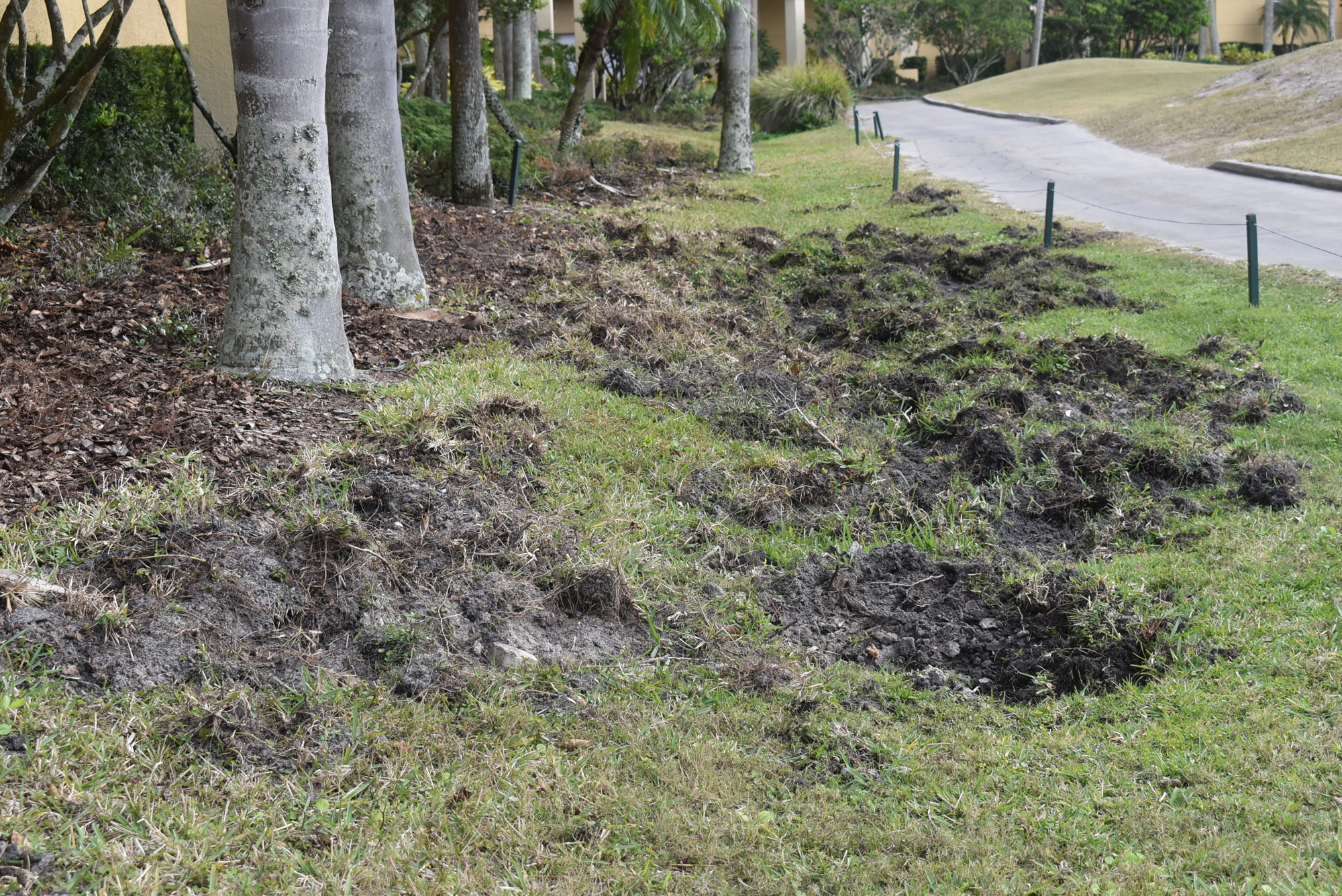 Wild pigs have been causing landscape damage recently in Lakewood Ranch communities such as Edgewater.
