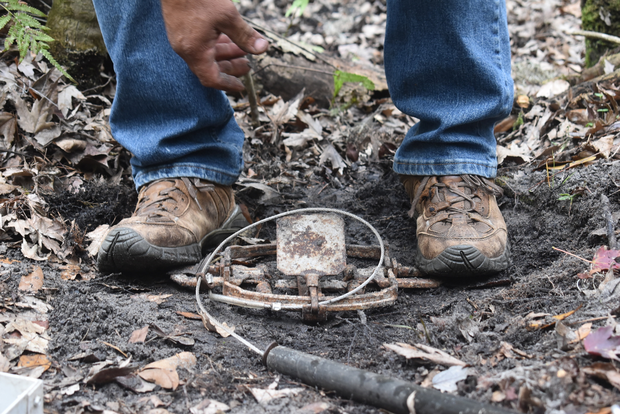 Juan Trevino sets up a power snare trap, one of five he plans on using in Lakewood Ranch.