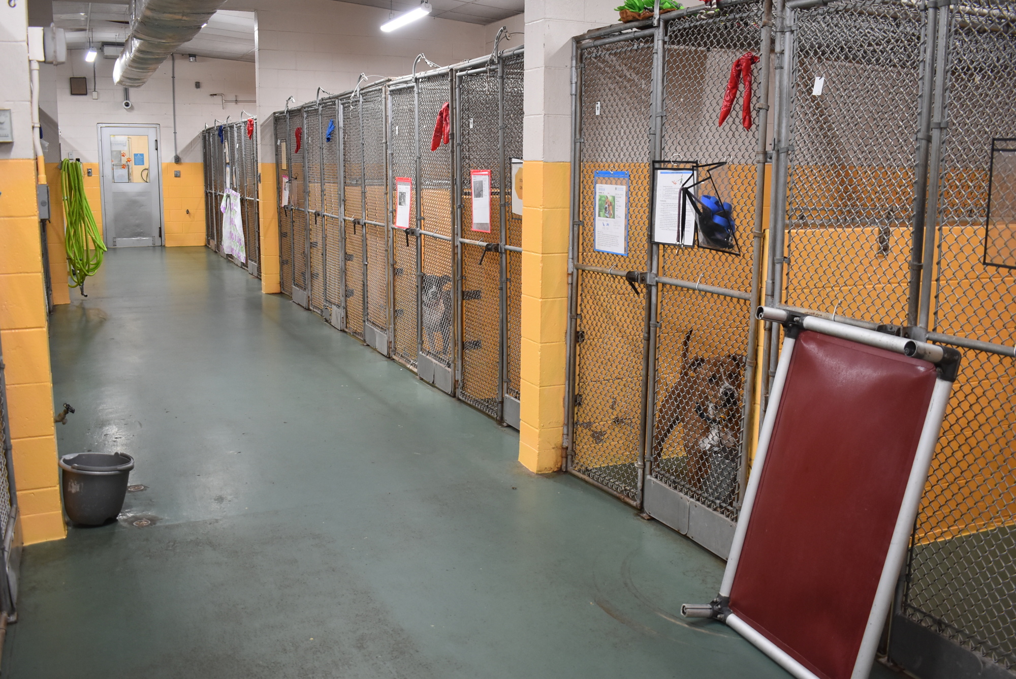The Manatee County animal shelter has a capacity of about 80 dogs. The shelter has only been slightly above capacity during the COVID-19 pandemic, but has reached as many as 190 dogs in the past.