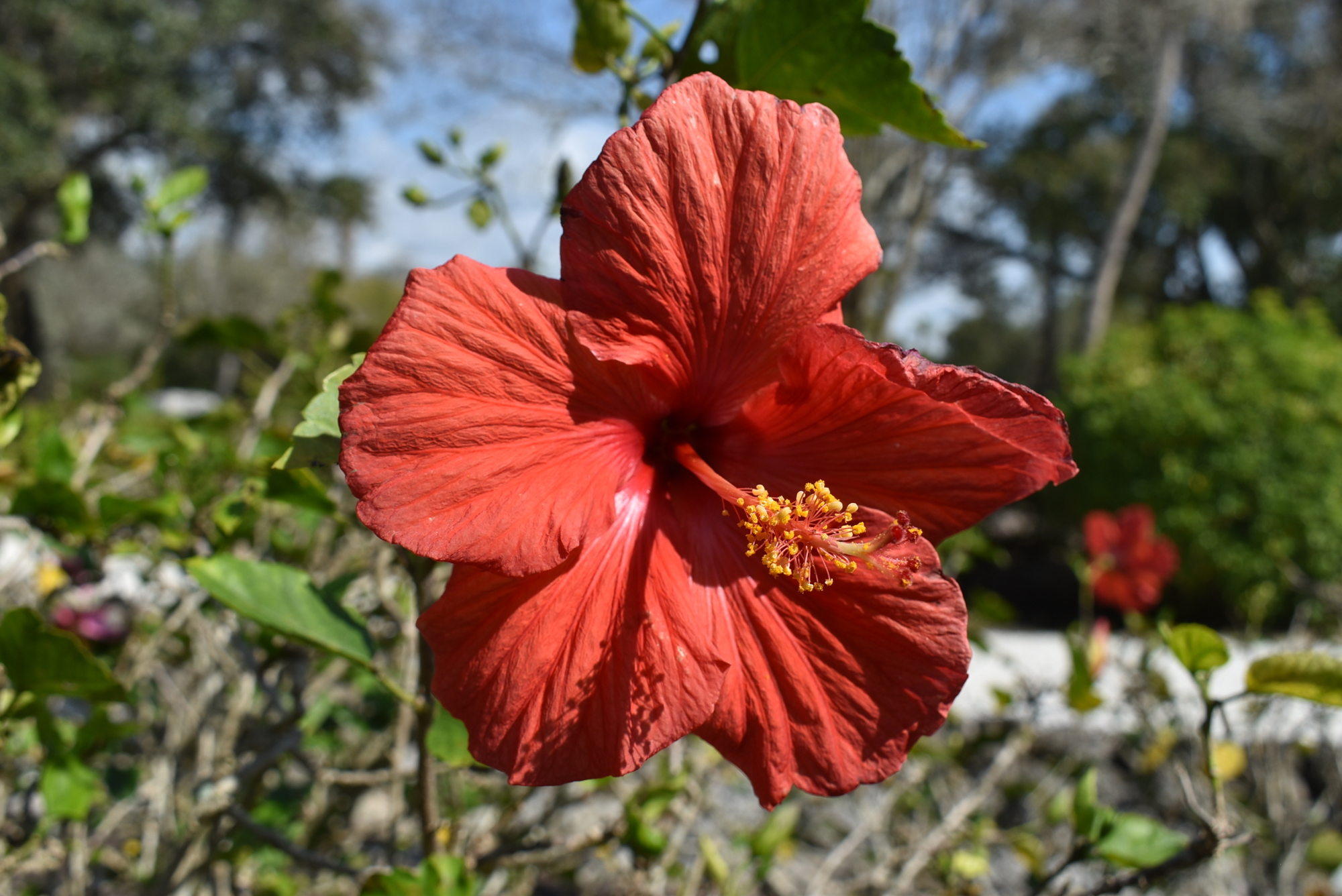 Hibiscus are blooming in Joan Durante Park.