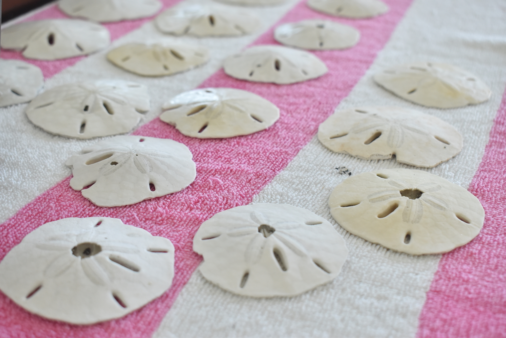 Drying sand dollars rest on a beach towel.