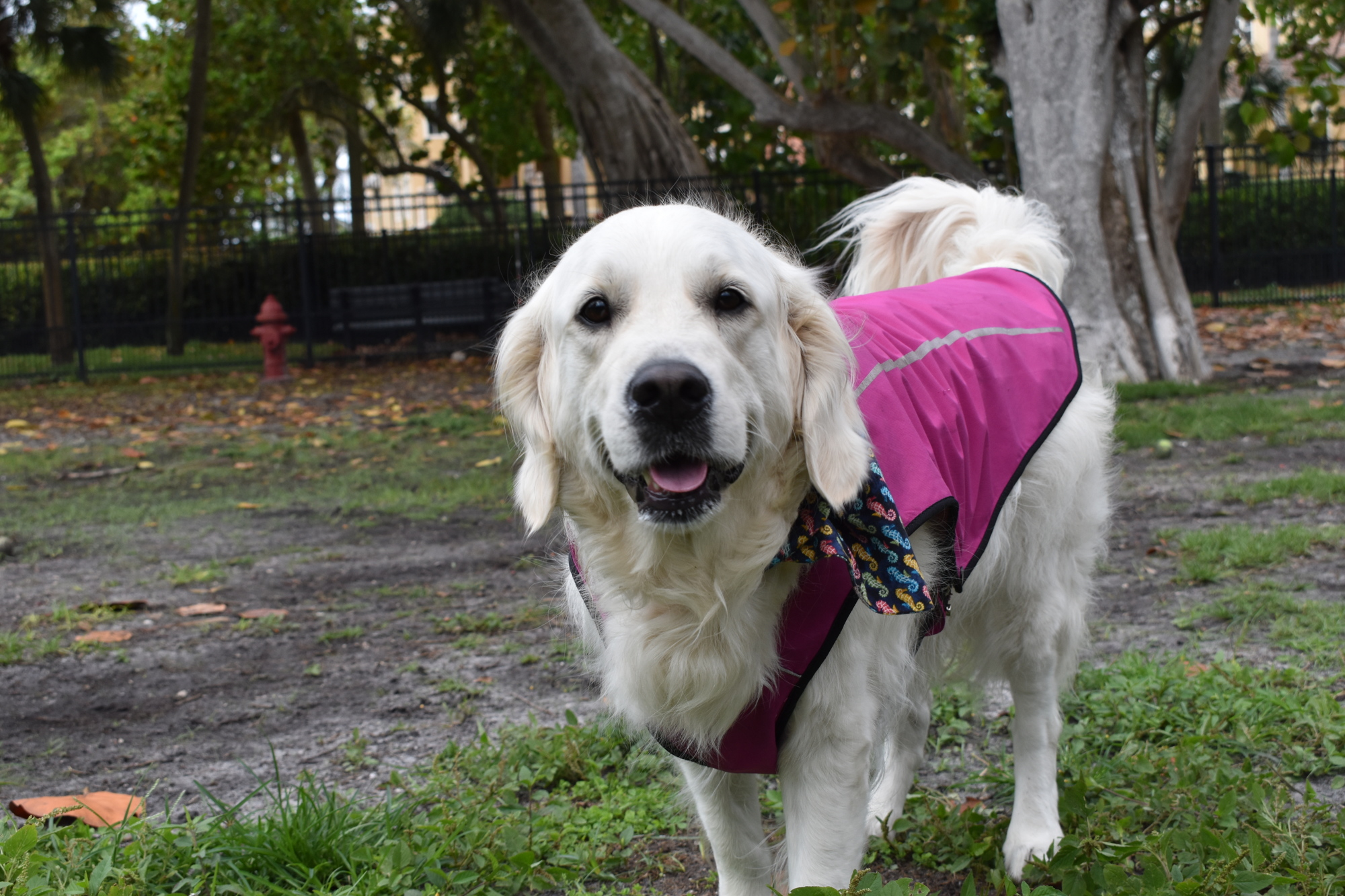 The dog named Farrah Fawcett wears a pink jacket while at the Bayfront Park dog park.