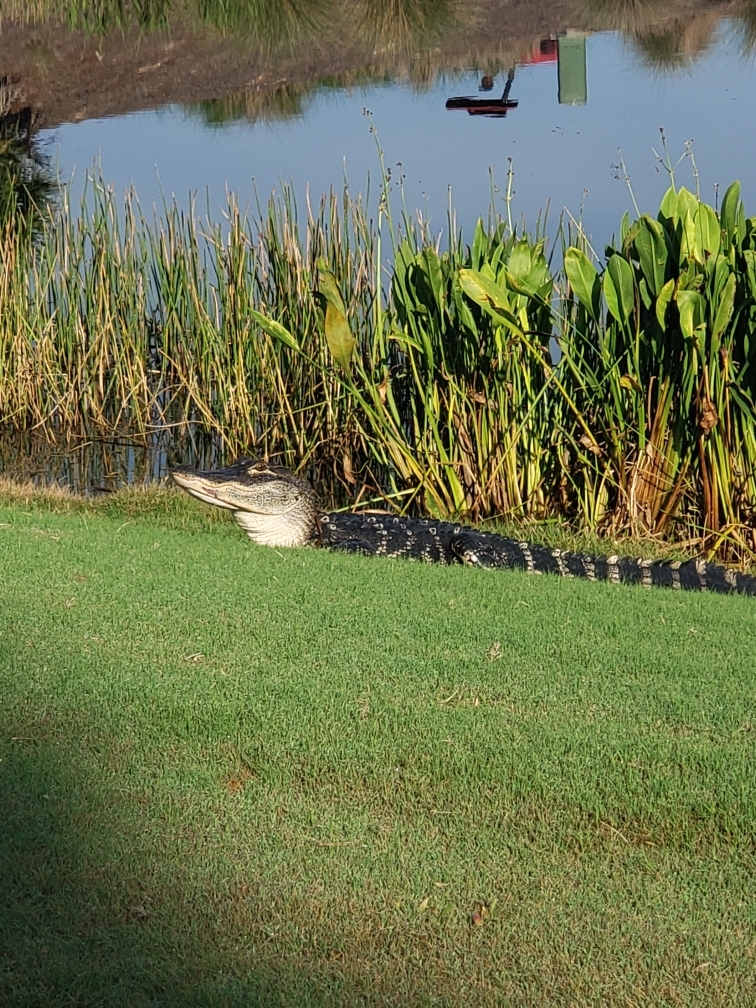 An alligator rests at the edge of a pond in Heritage Harbour, where two residents started a Nextdoor group to advocate against the removal of alligators from ponds in East County communities. Courtesy photo.