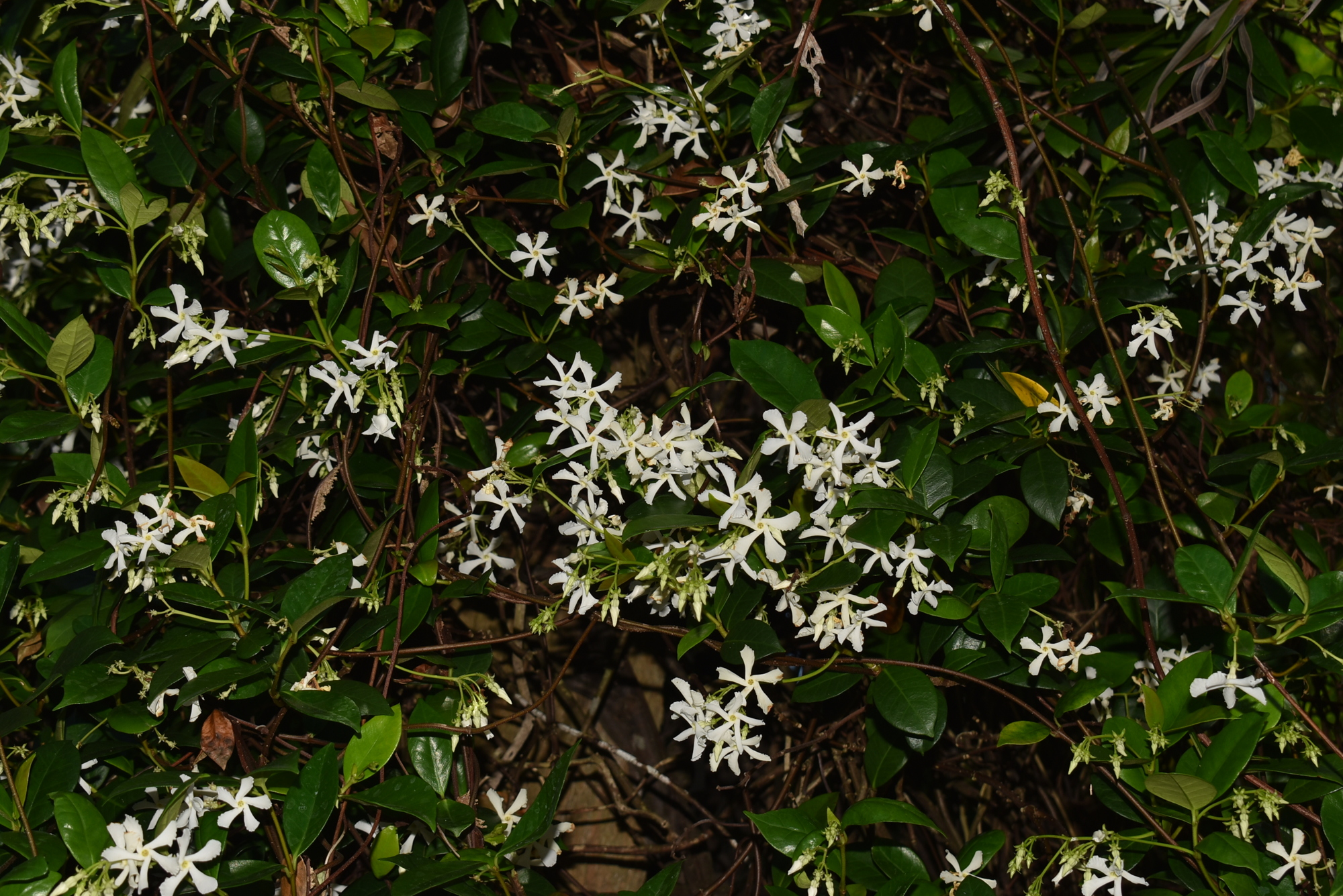 PHOTO B....The star jasmine is a hardy vine with plentiful flowers. Sometimes, the flowers are used in perfumes.