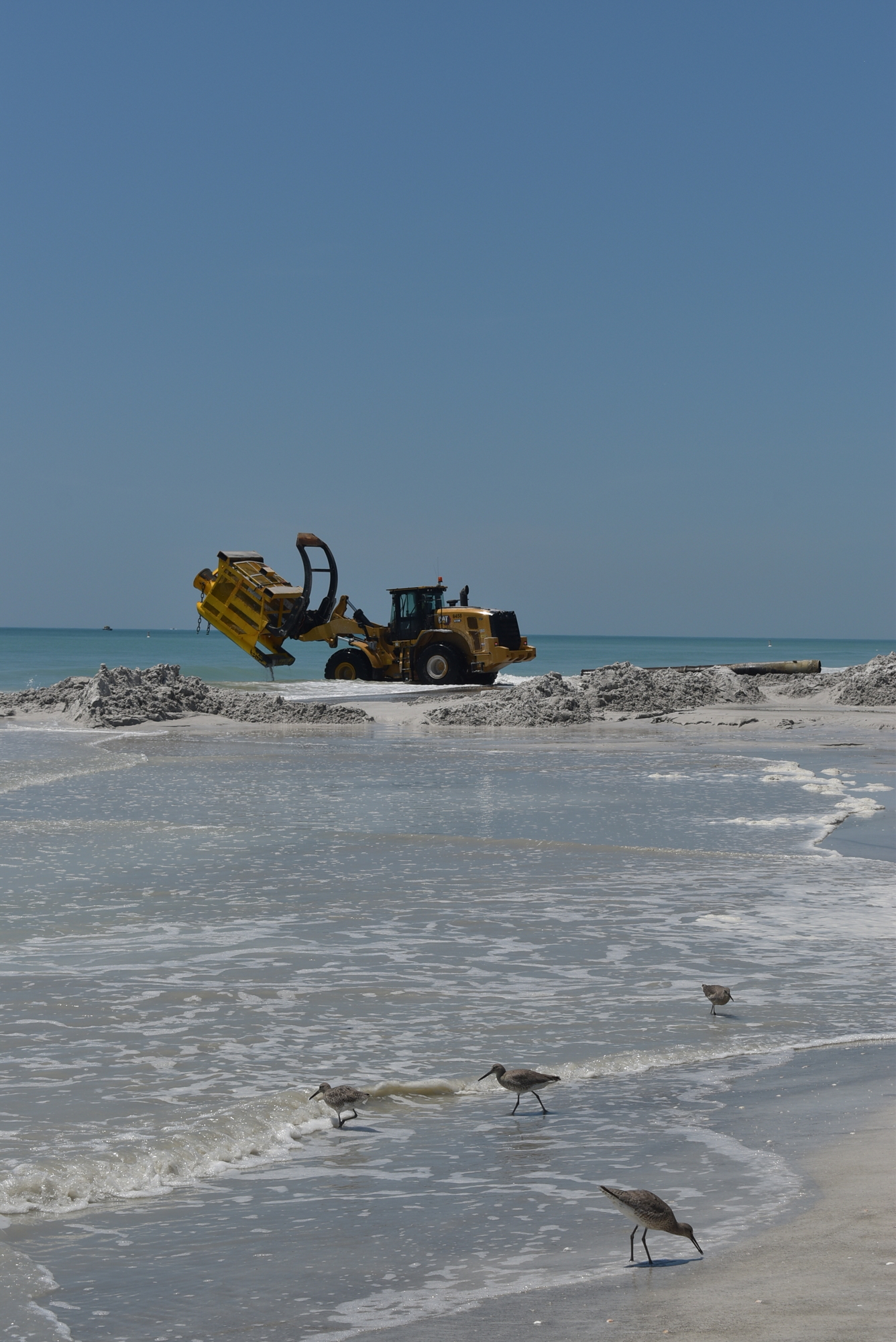 Birds share the beach with construction vehicles.