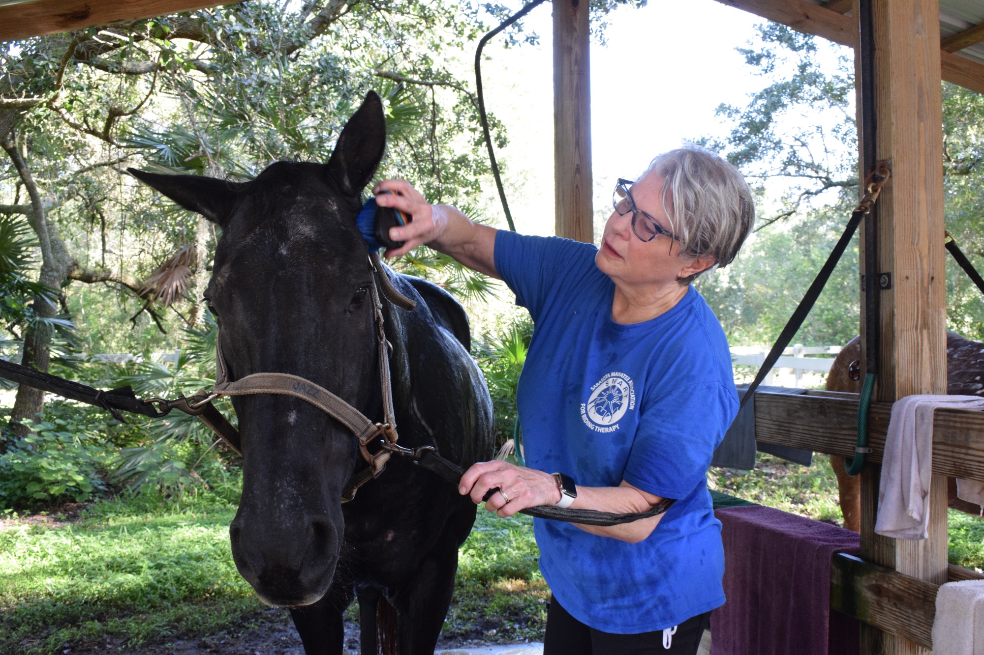 Jazz stands still while Terri Arnold, a volunteer for Sarasota Manatee Association for Riding Therapy, scrubs Jazz's head. People will get to meet Jazz at the open house. File photo.