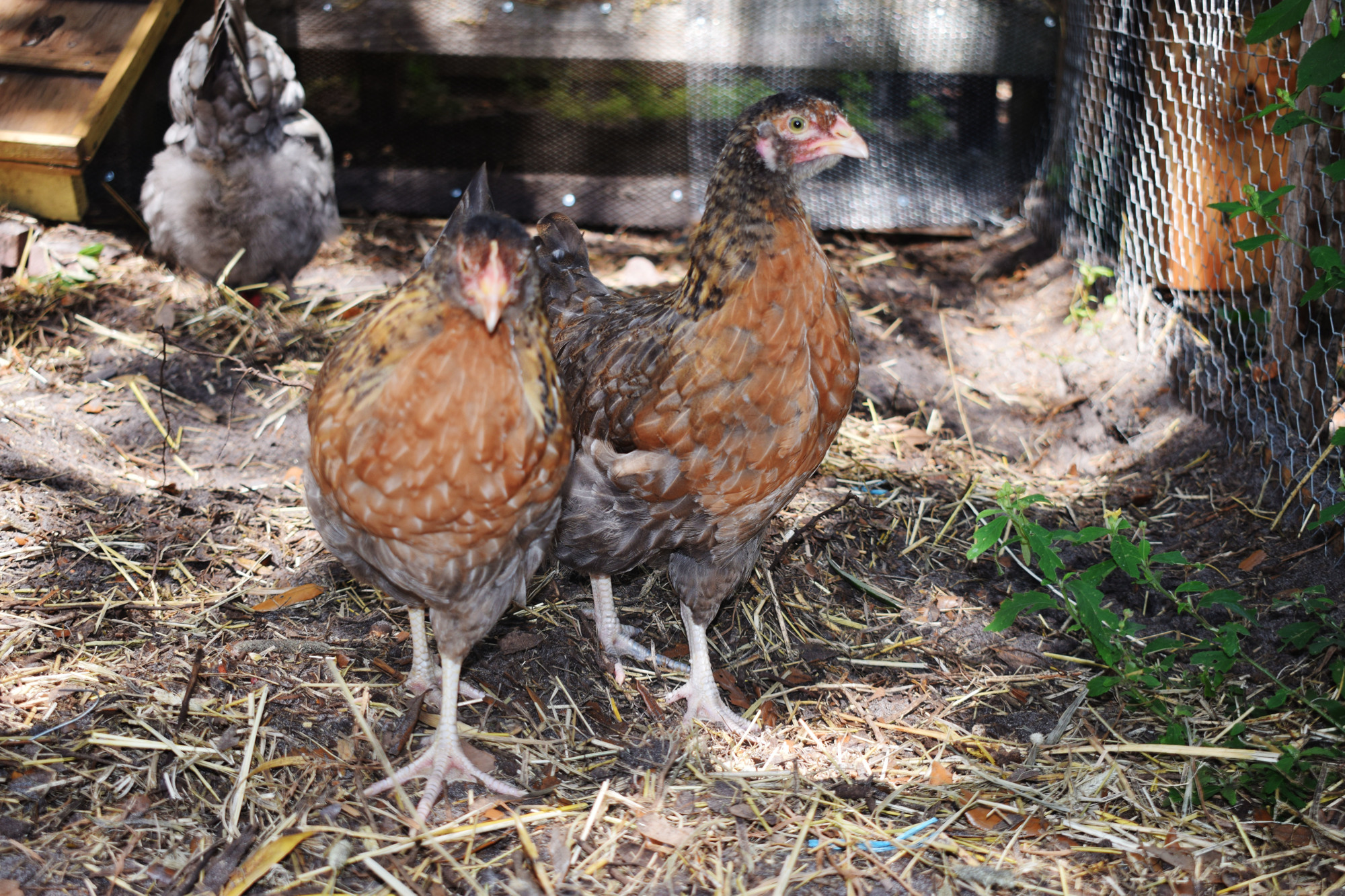 Bubbles and Blossom are two of the new chickens at Sarasota Manatee Association for Riding Therapy.