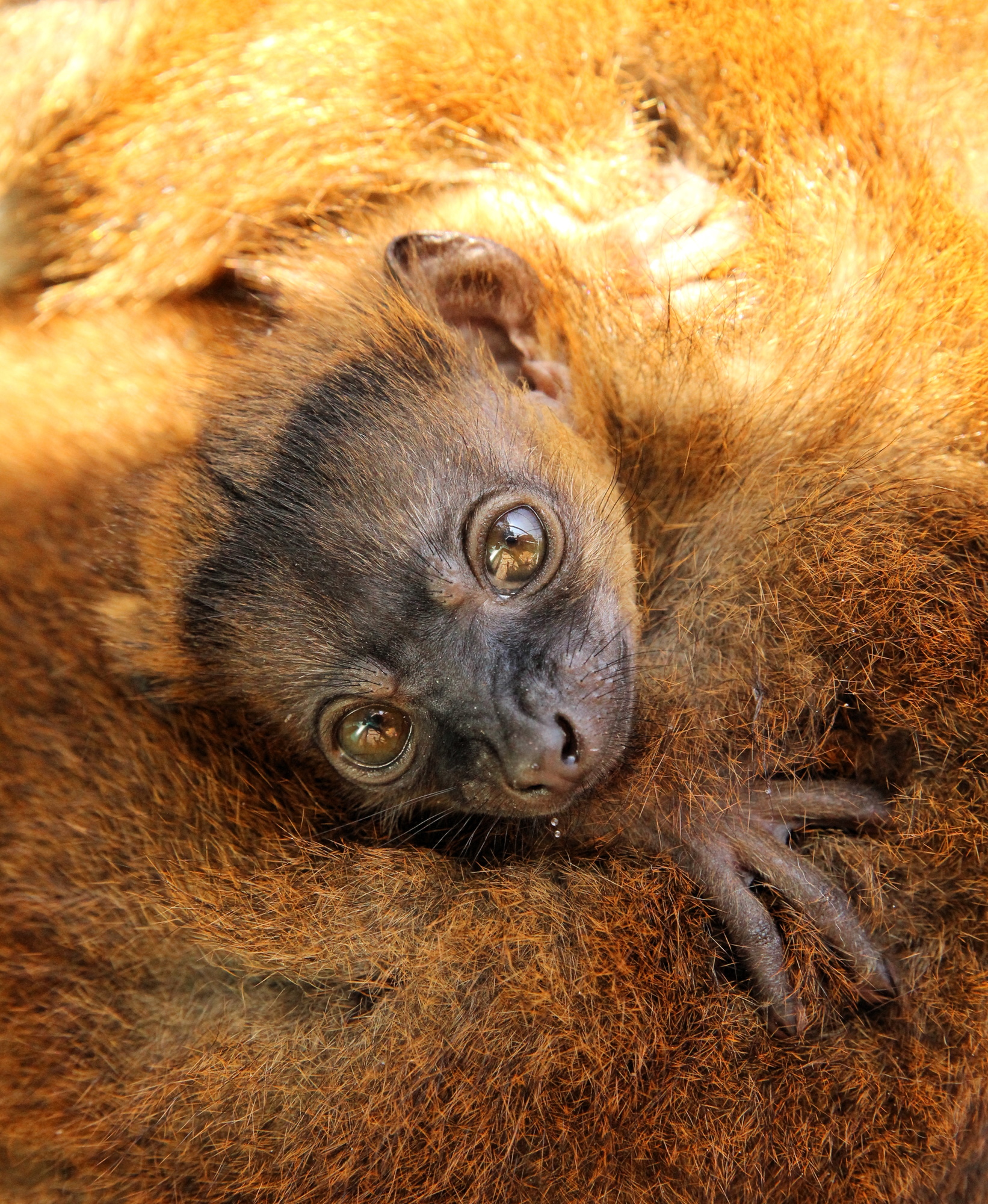 Lemur Conservation Foundation's newest brown-collared lemur clings to its mother, Isabelle. Its sex hasn't been determined because it will not detach from its mom for several more weeks. (Courtesy of Lemur Conservation Foundation)