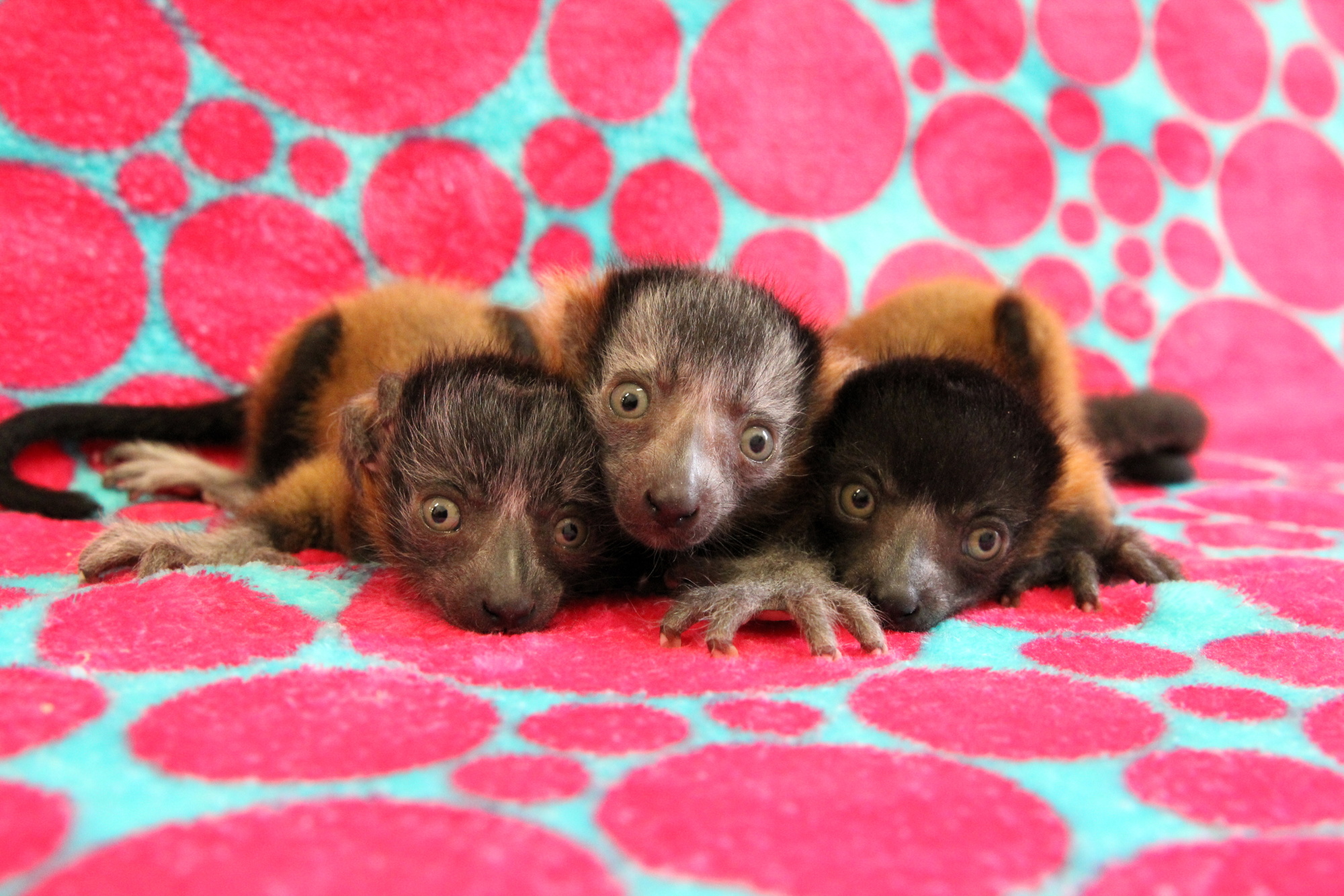 The newborn red-ruffed lemur triplets are all girls. They have already doubled their body weight since birth. (Courtesy of Lemur Conservation Foundation)
