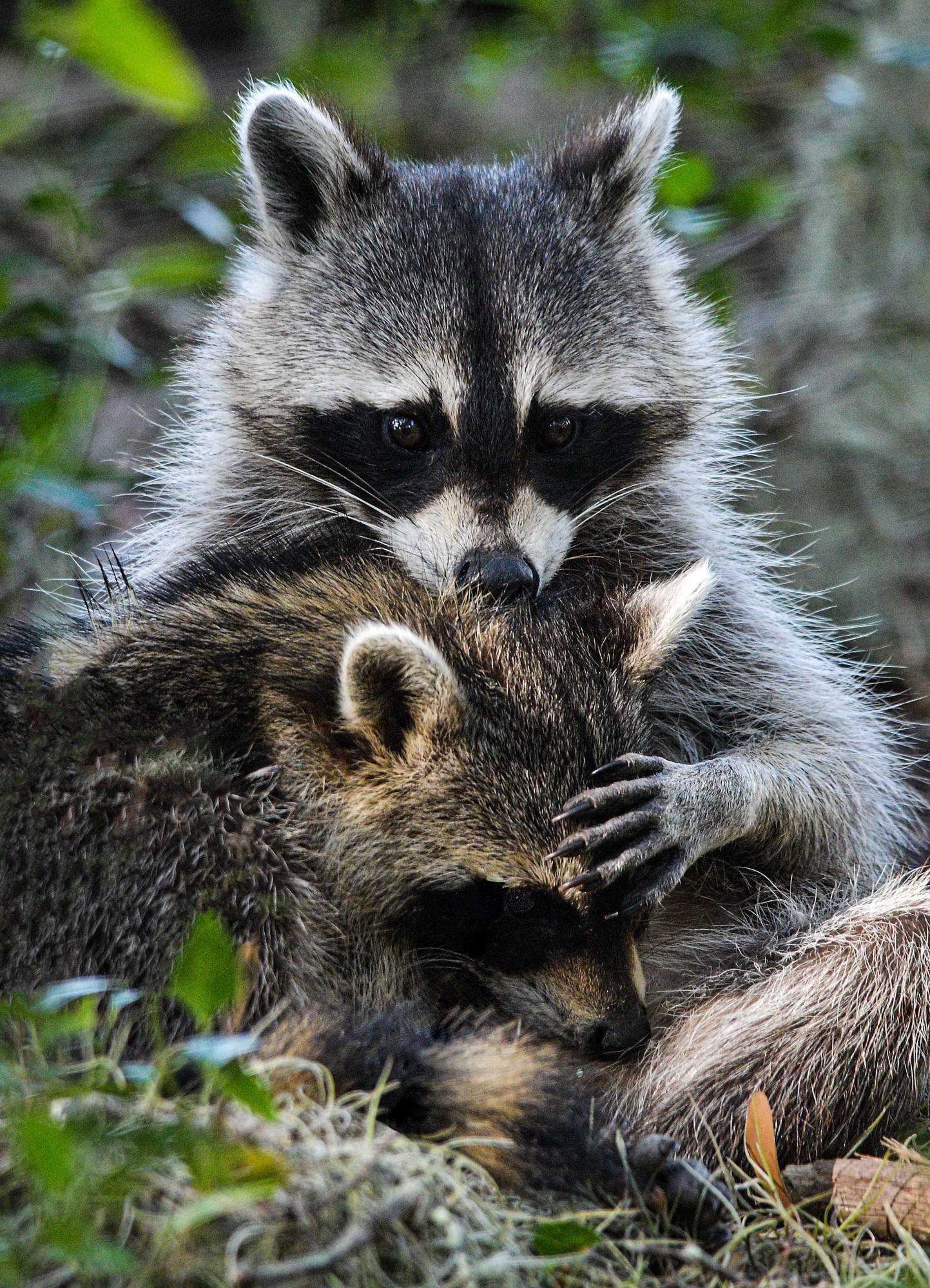 Unique wildlife sightings, such as this interaction between a raccoon and kit, are more easily spotted without disruption from a bike. (Miri Hardy photo)