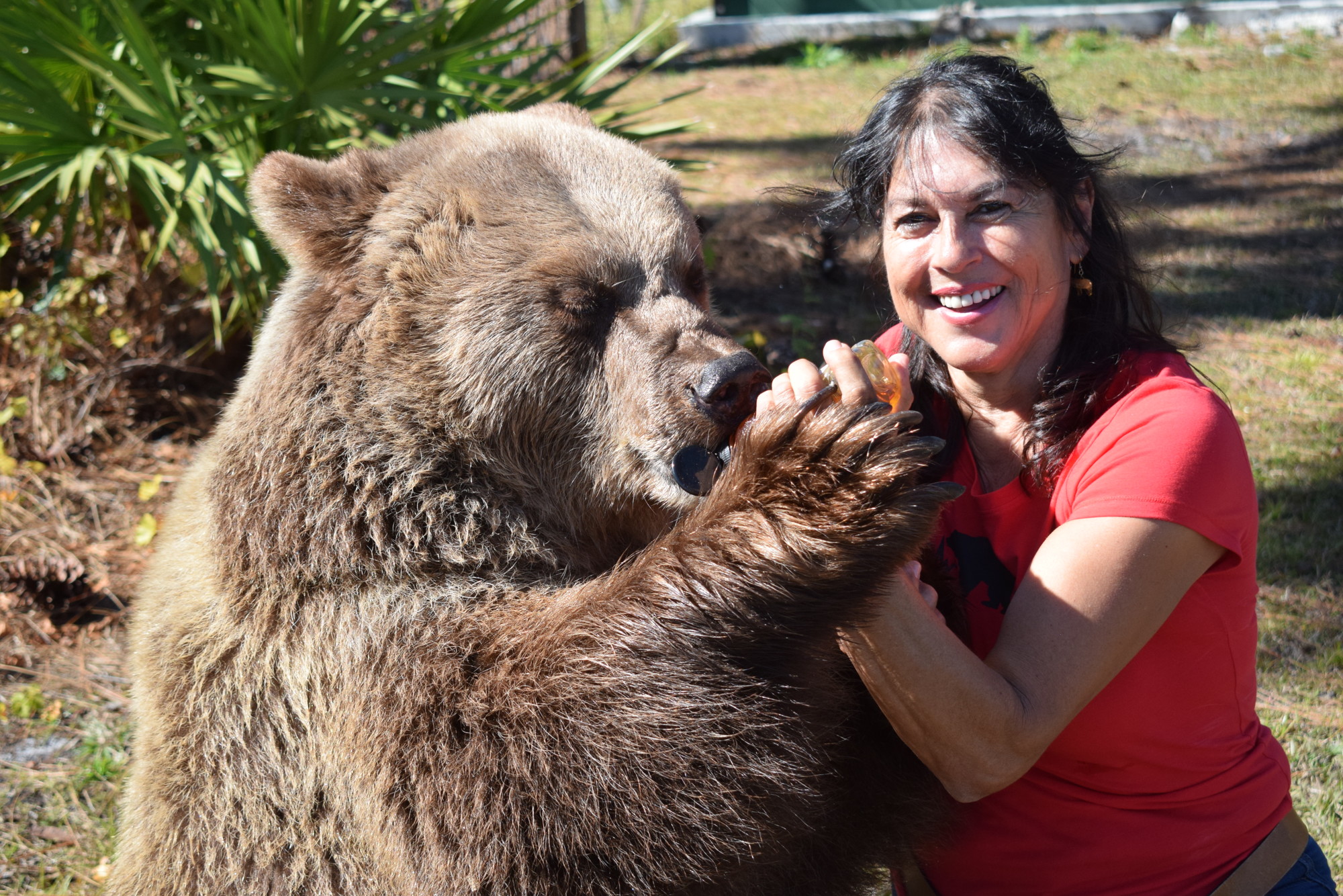 Bearadise Ranch owner Monica Welde works with Carol, one of the bears at the ranch. Bearadise Ranch will be open through July 4 and reopen in October.