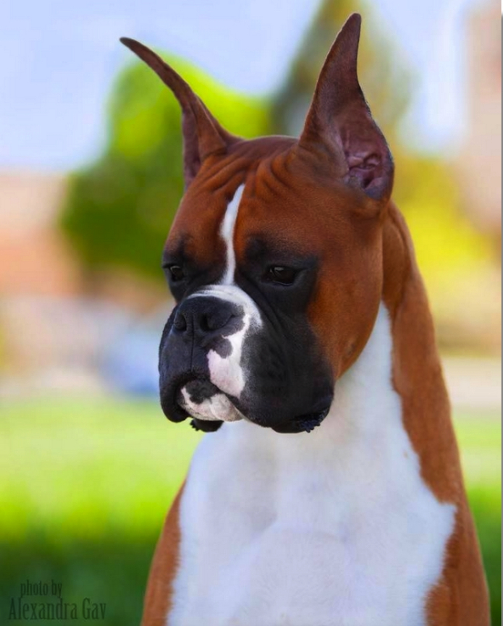 Longboat Key couple's boxer wins "Best in Breed" at Westminster Dog