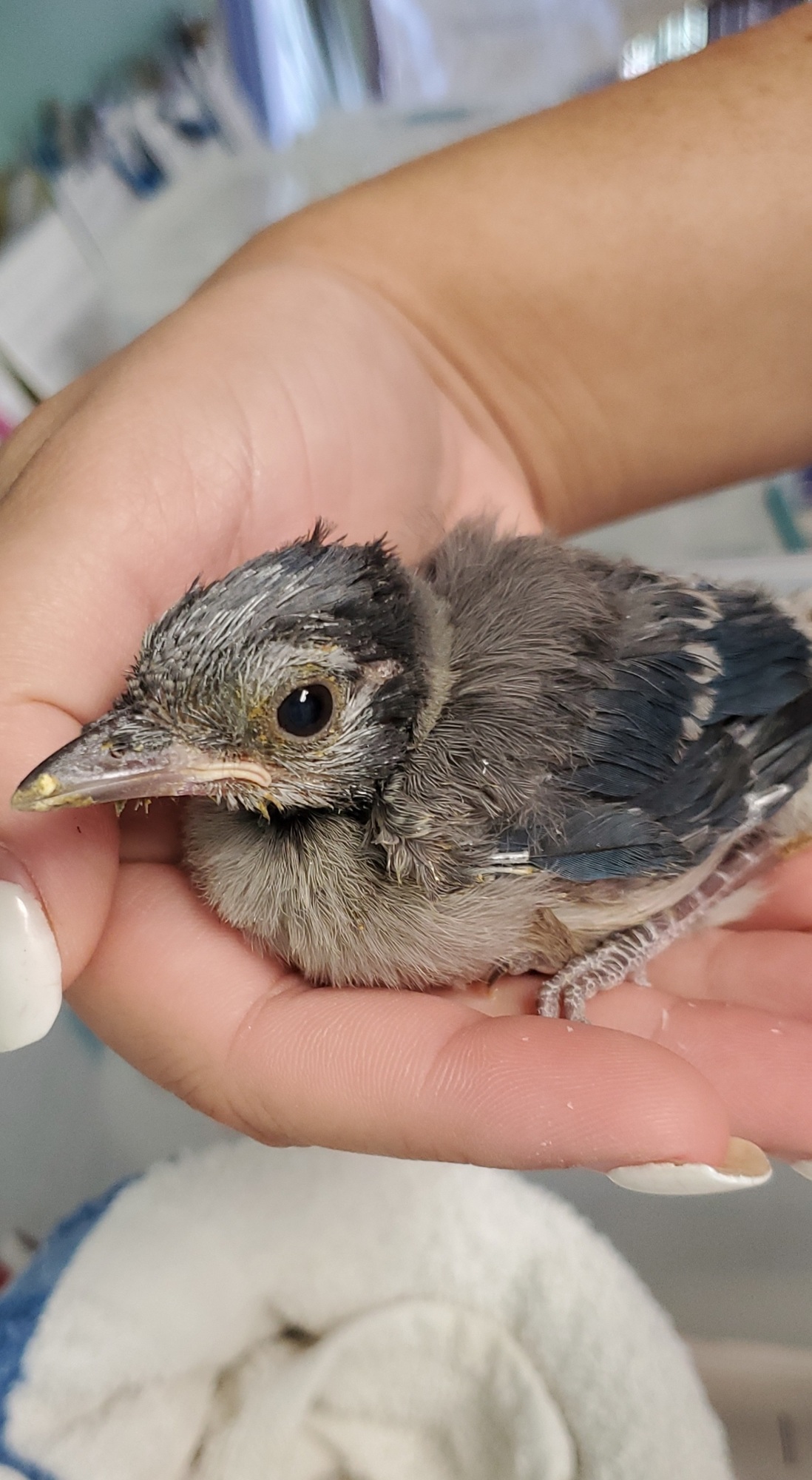 Save Our Seabirds Operations Manager Jocelyn Shearer said this baby blue jay, rescued by Greenbrook's Lisa Laufenberg on May 28, could be ready to be released in the wild sometime in July. (Courtesy of Save Our Seabirds)