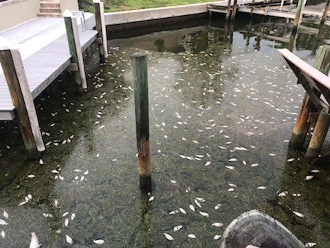 On July 15, dead fish accumulated in the canal between Yardarm Lane and Bowsprit Lane. Photo provided by Chris Sachs.