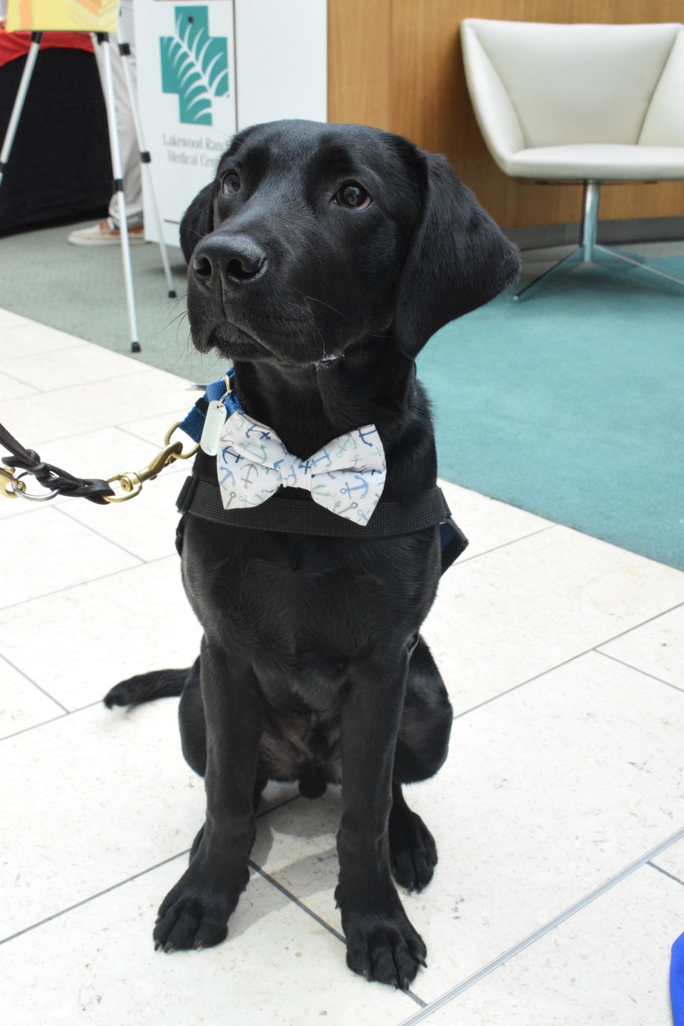Andre is almost 6 months old and is learning to be a guide dog or service dog for Southeastern Guide Dogs.