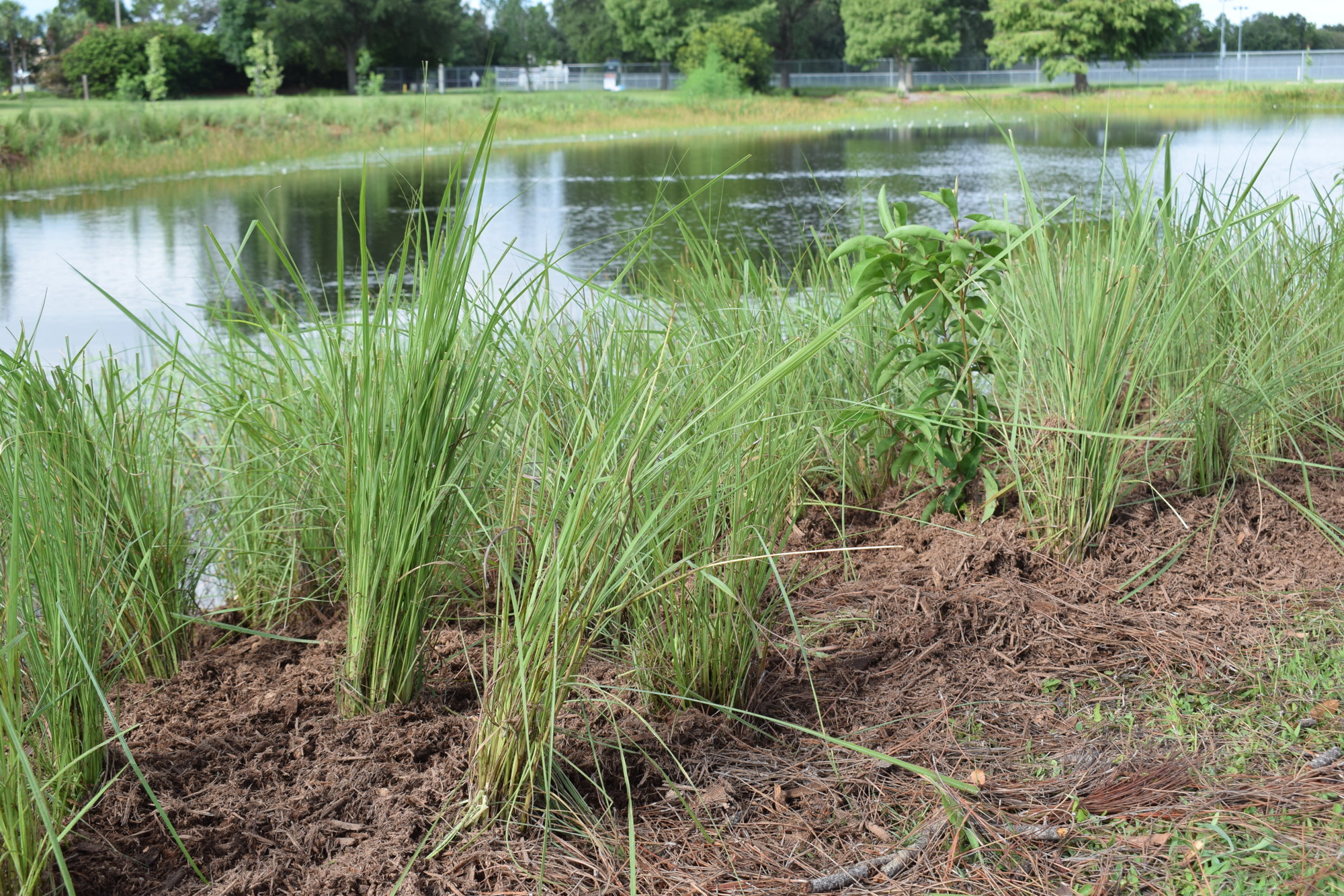 These plants along the outside of a stormwater pond at Greenbrook Park will be studied for their filtering ability.
