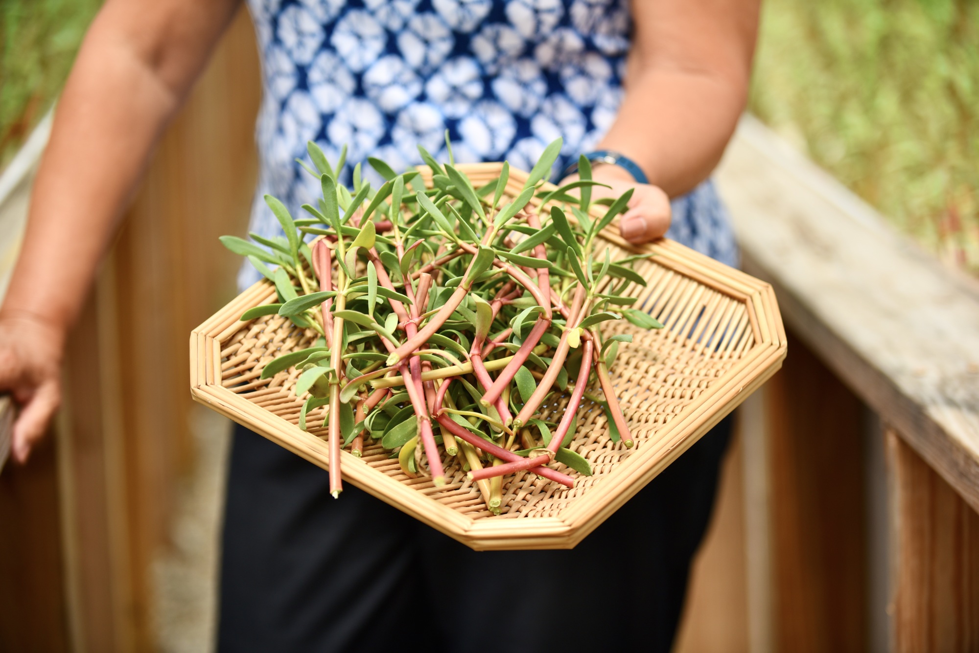 Mote has been hydroponically farming sea purslane for seven years. The salty sea crop is one of Main’s favorite edible plants.