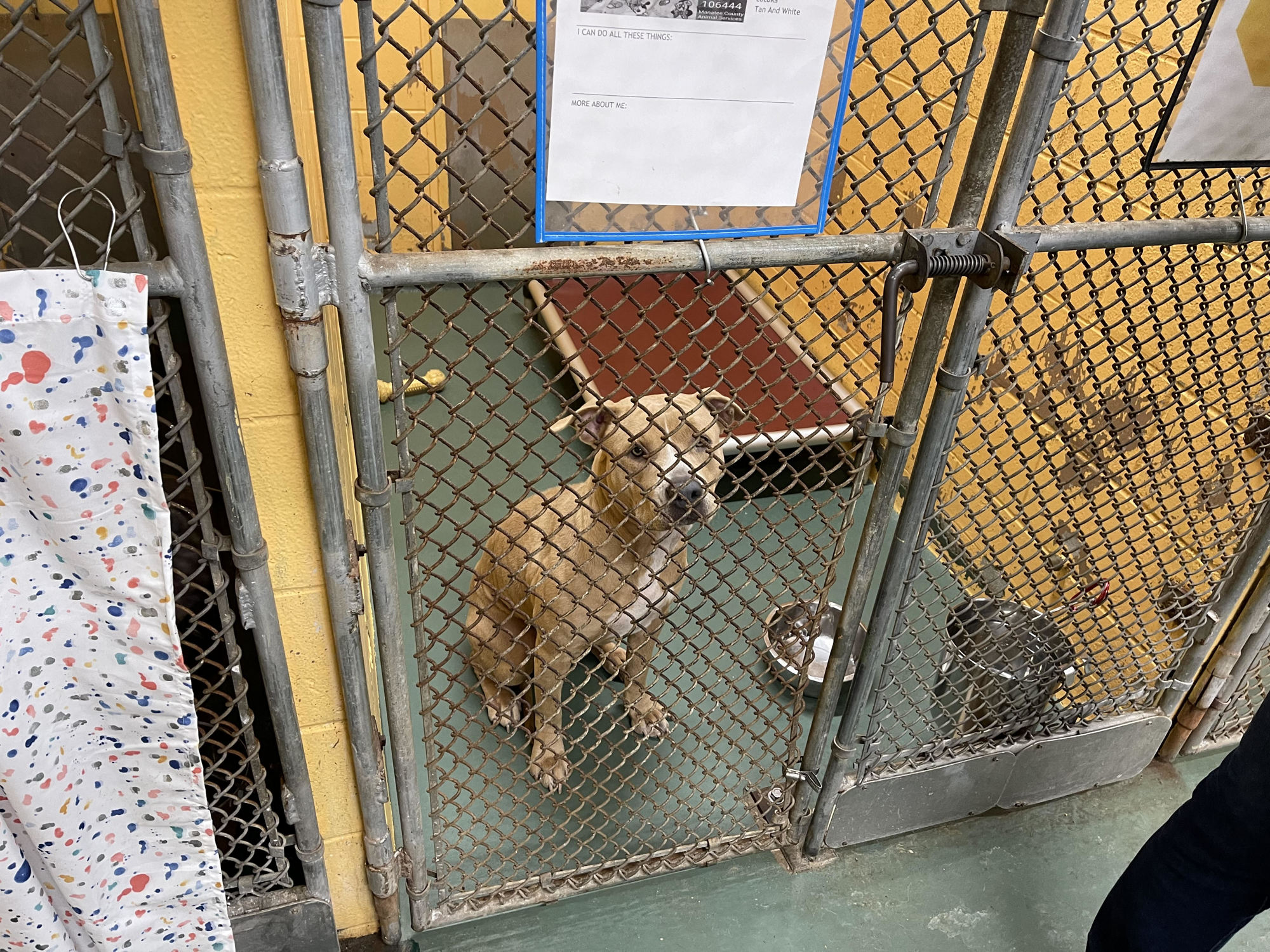 A dog awaits adoption inside a kennel at the Manatee Animal Shelter. Overcrowding means that guillotine doors meant to give dogs more room and access to go in and out must remain closed. Photo by Scott Lockwood