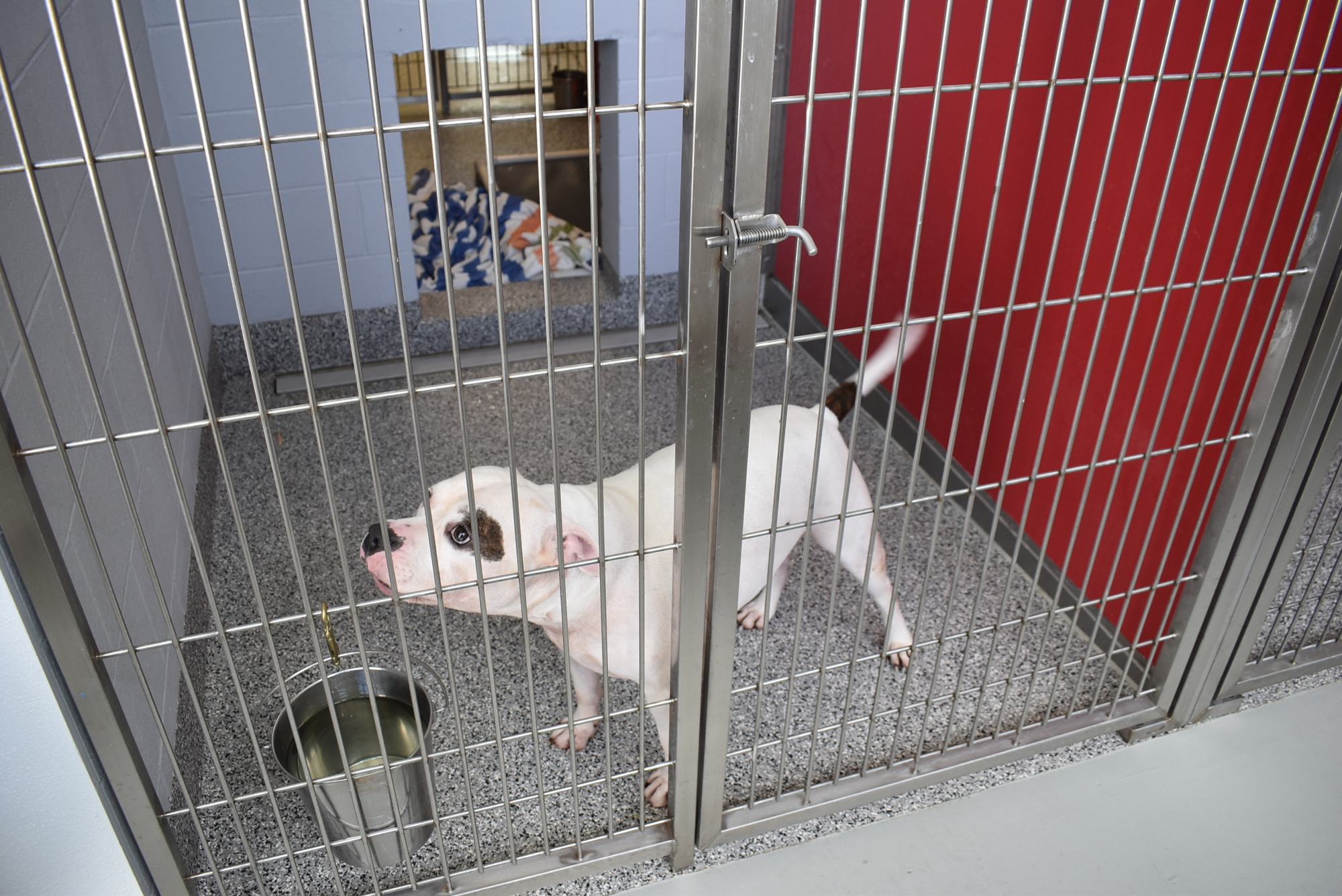 Dogs inside the Bishop Animal Shelter have cages that feature indoor/outdoor access and automatic drainage. Neither option is currently available for dogs in Palmetto.