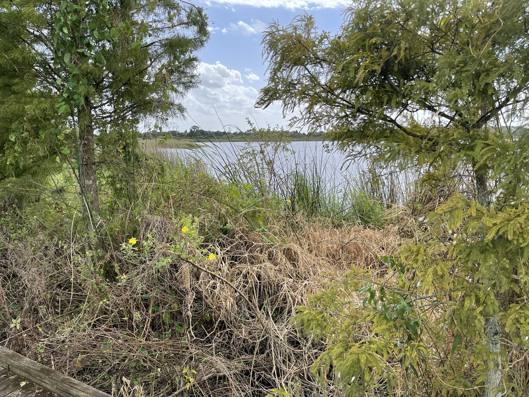 Jiggs Landing Preserve, located near Lakewood Ranch on Linger Lodge Road, is another environmentally sensitive land thats owned and protected by Manatee County.