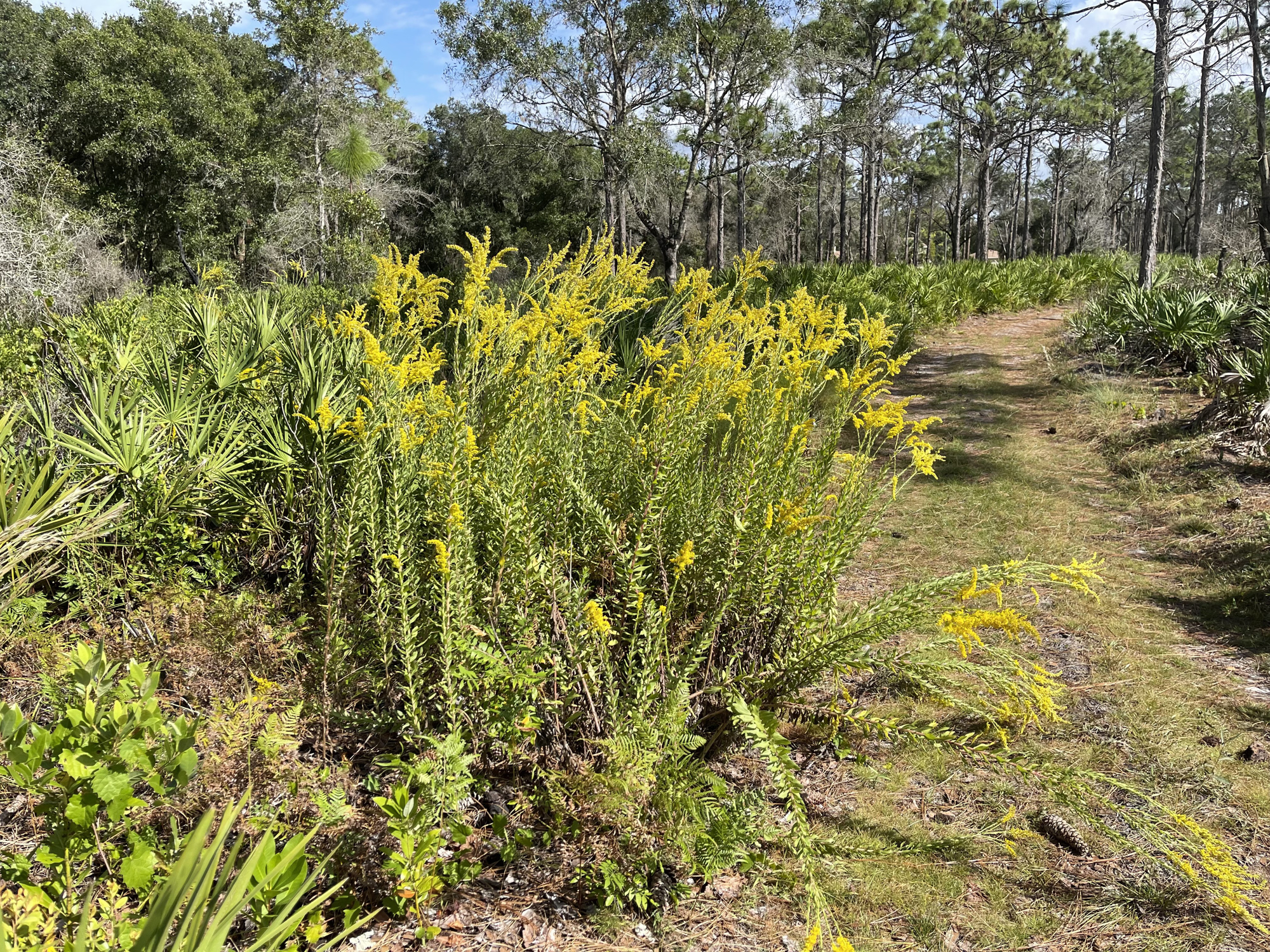 Flowery bushes line the trail inside Johnson Preserve in Lakewood Ranch.