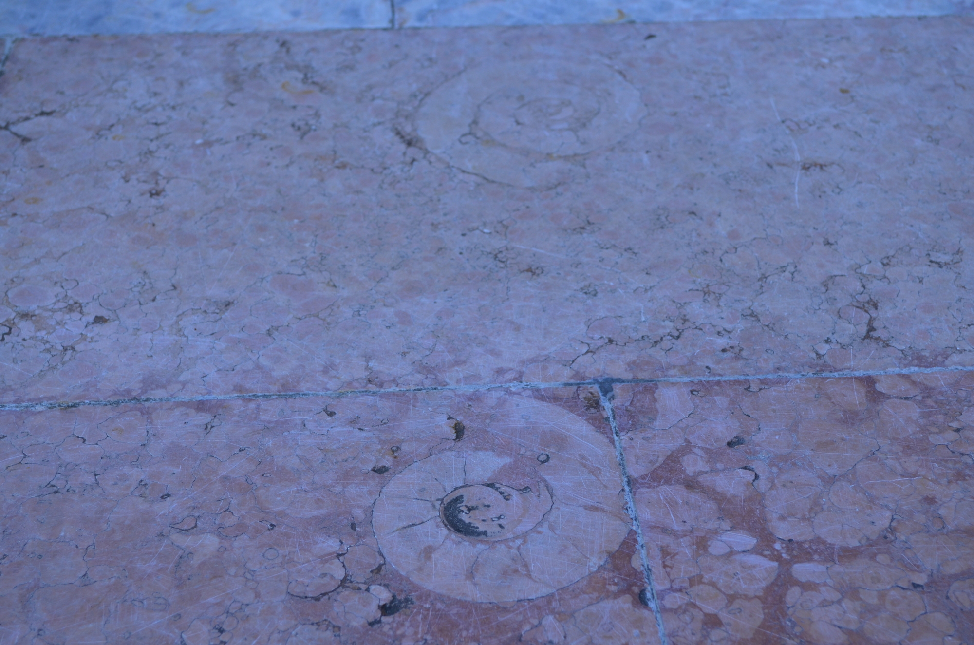 As the weather wears away the marble, it exposes fossils within.