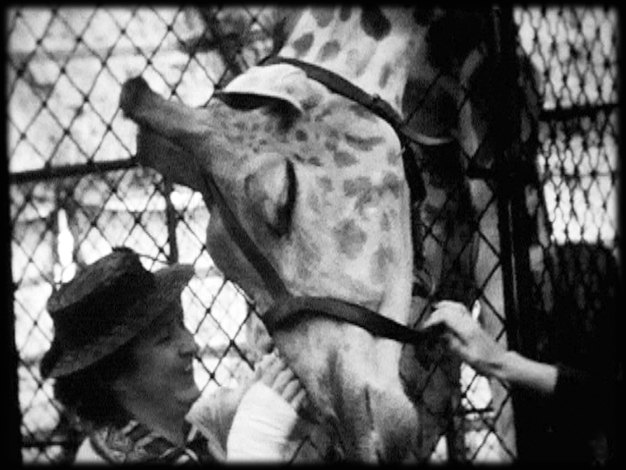 A Ringling Bros. audience member pets a giraffe before a performance in one of the photos from Siegfried's collection. Color film wasn’t invented until 1935, so this must have been taken by Chapin in the '20s or early-mid '30s.