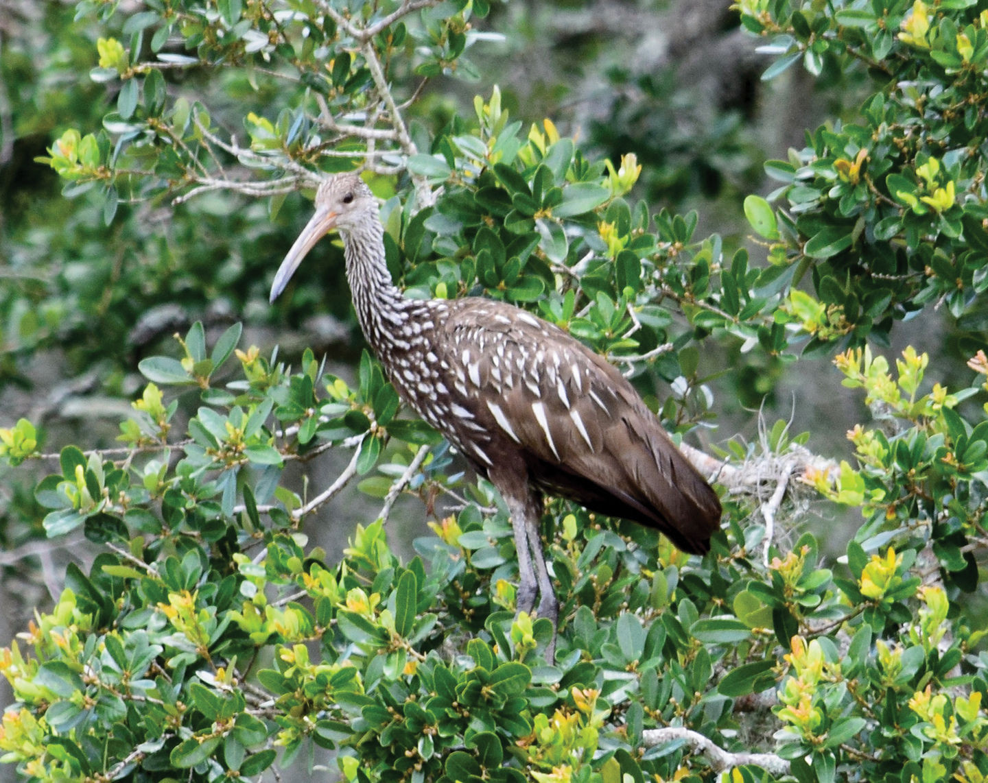 Mary Tygh Parks captured this photo of a limpkin that was hanging out in Myakka River State Park.