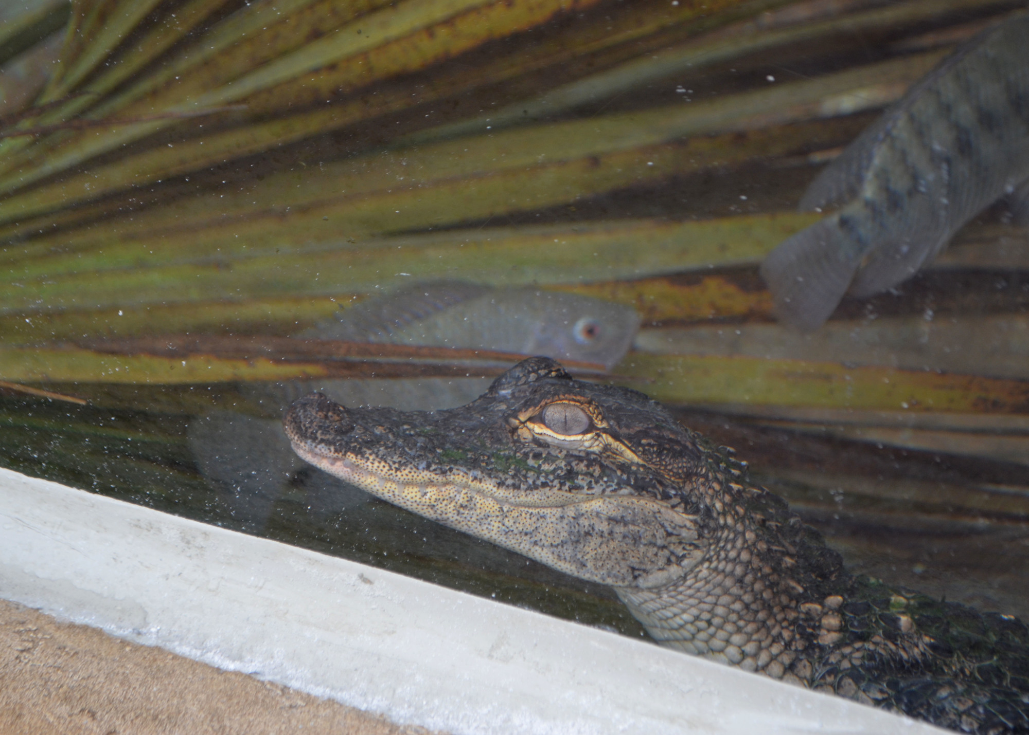 Rose, the one American alligator in the exhibit, hides in a corner of the exhibit on Feb. 22.