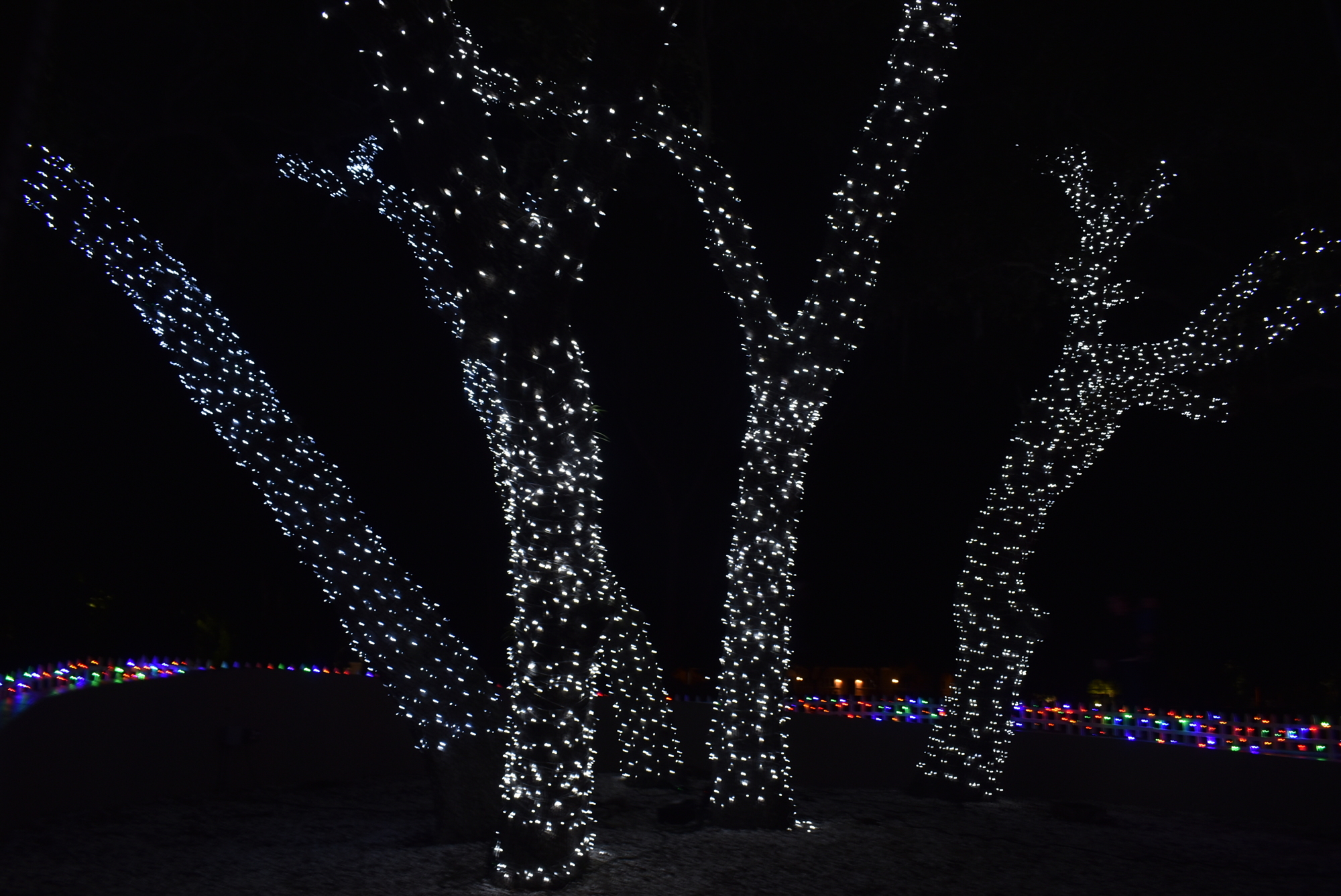 The town celebrated the third annual Light Up Longboat.