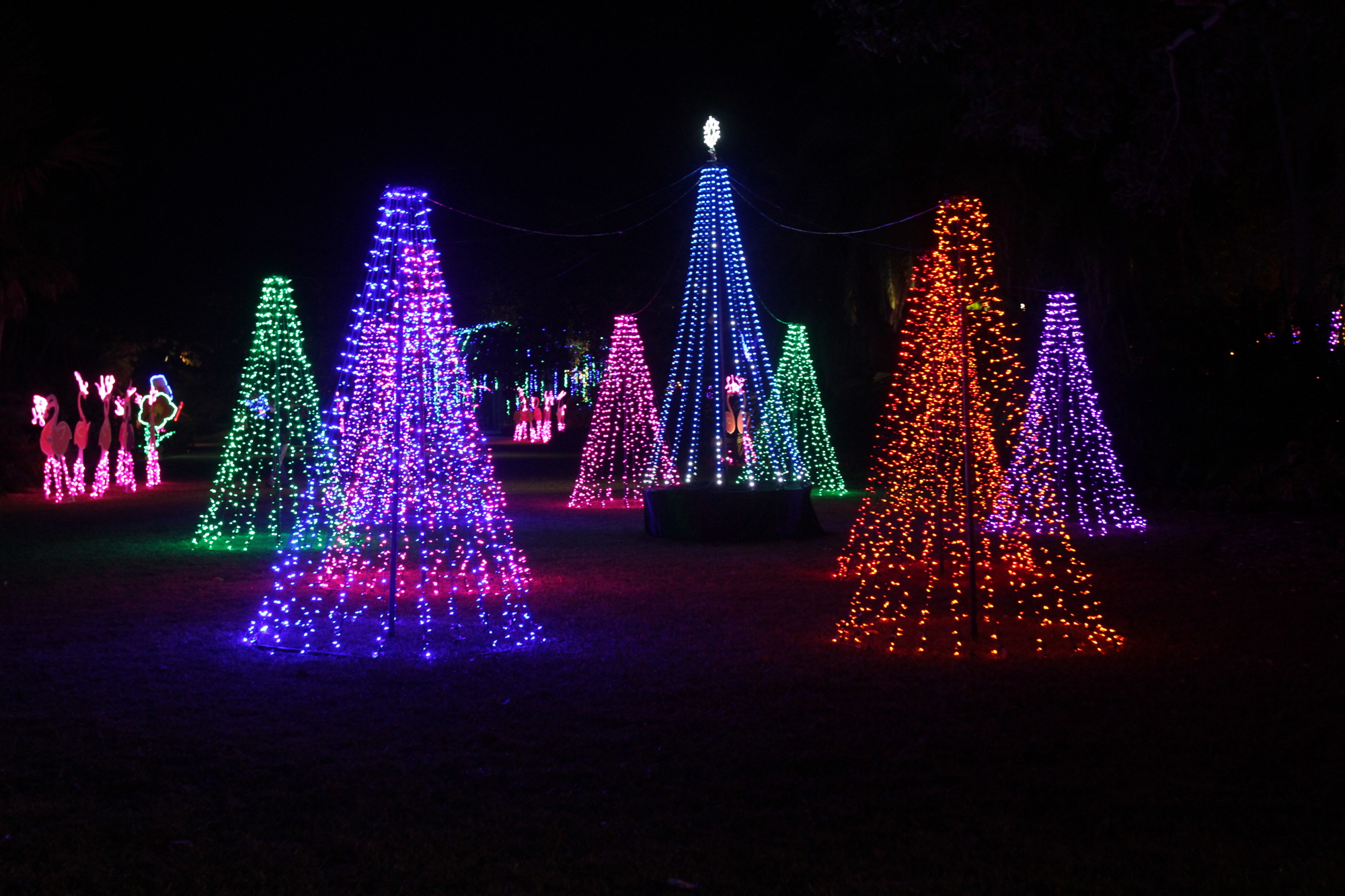 Selby Gardens' Lights in Bloom runs Dec. 11 through Jan. 2.