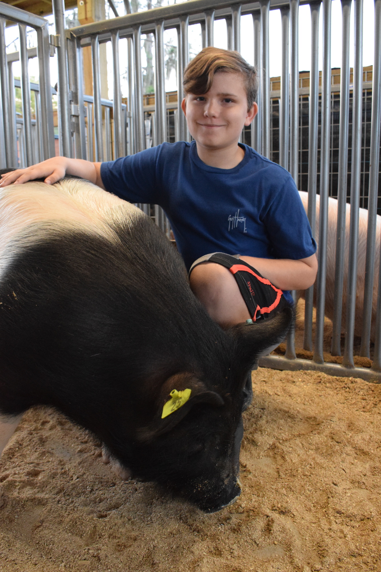 Bryson Ruth, a fifth grader, is charged with showing Myakka City Elementary School's 4-H chapter pig, Wilbur.