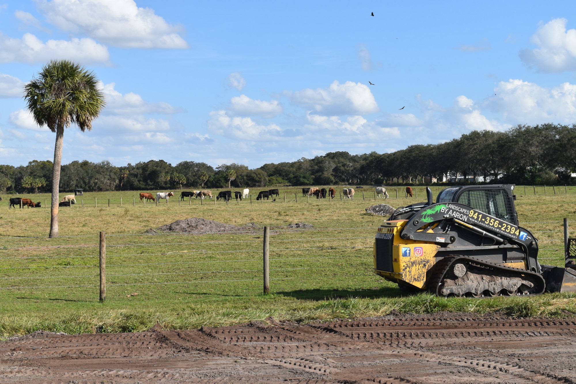 Cattle graze on the back 30 acres of land that will eventually become a five-plex of baseball/softball fields at the UMR Sports Complex.