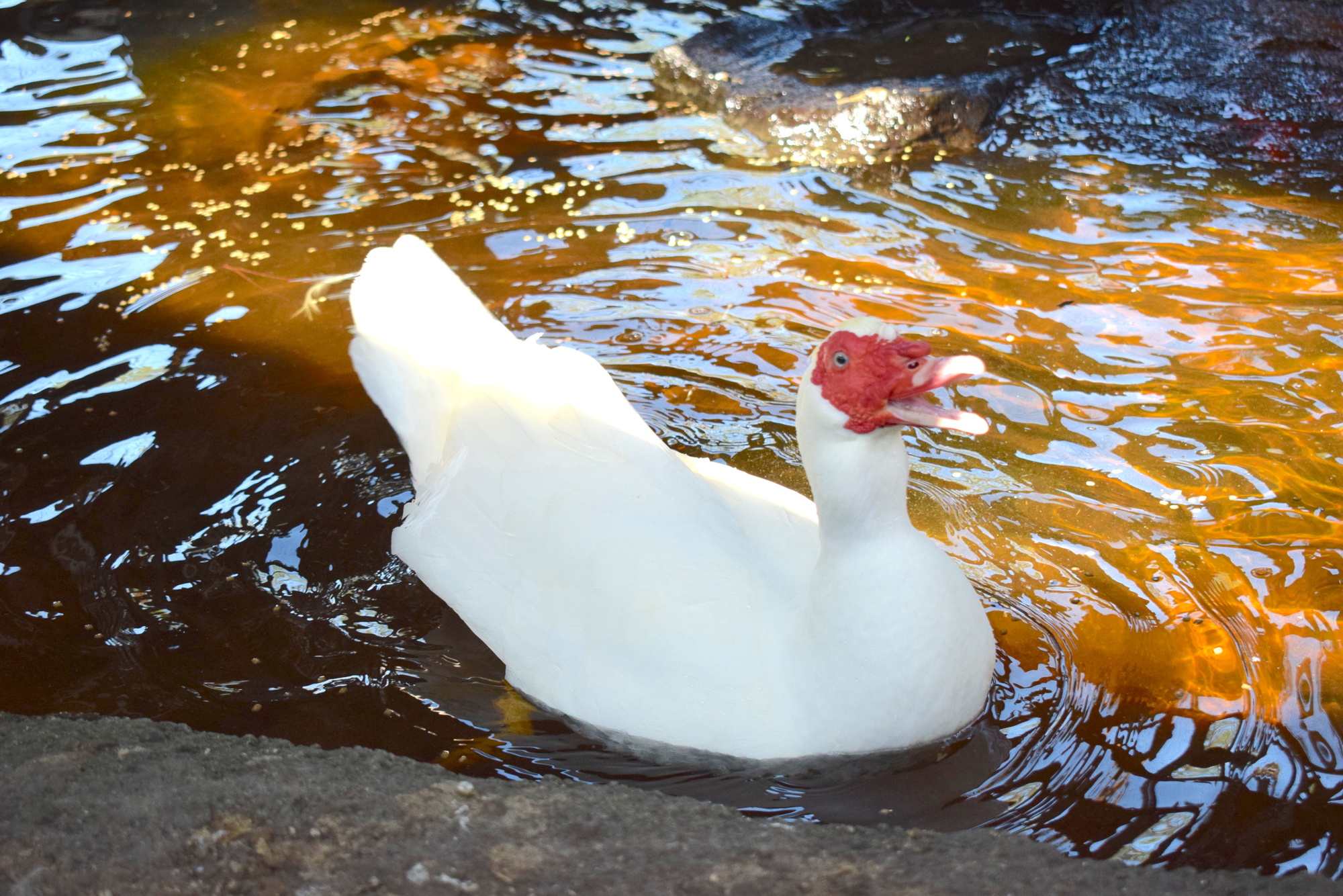 A duck enjoys a habitat built by Dave Burns.