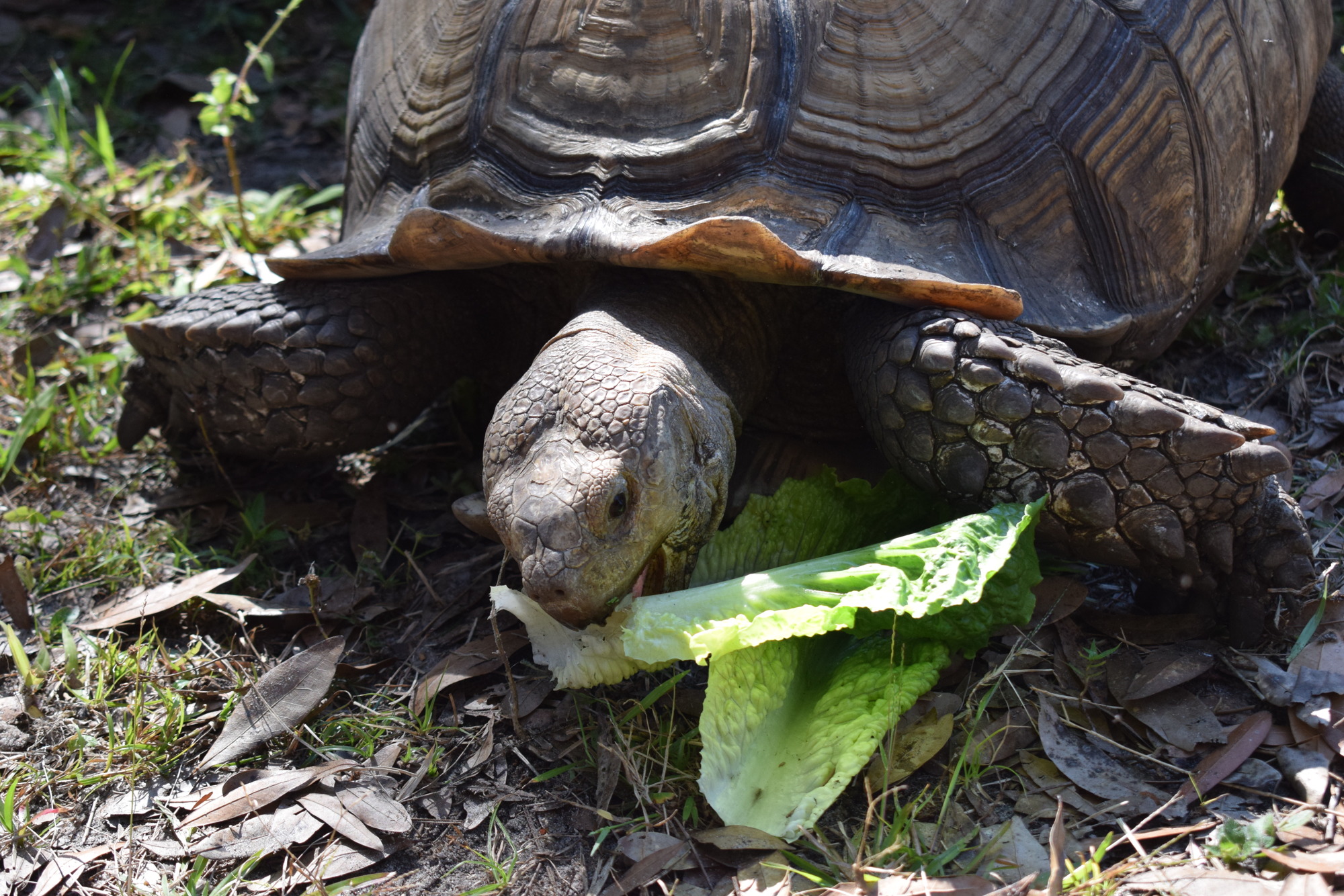 George the tortoise loves lettuce. All the animals have special diets.