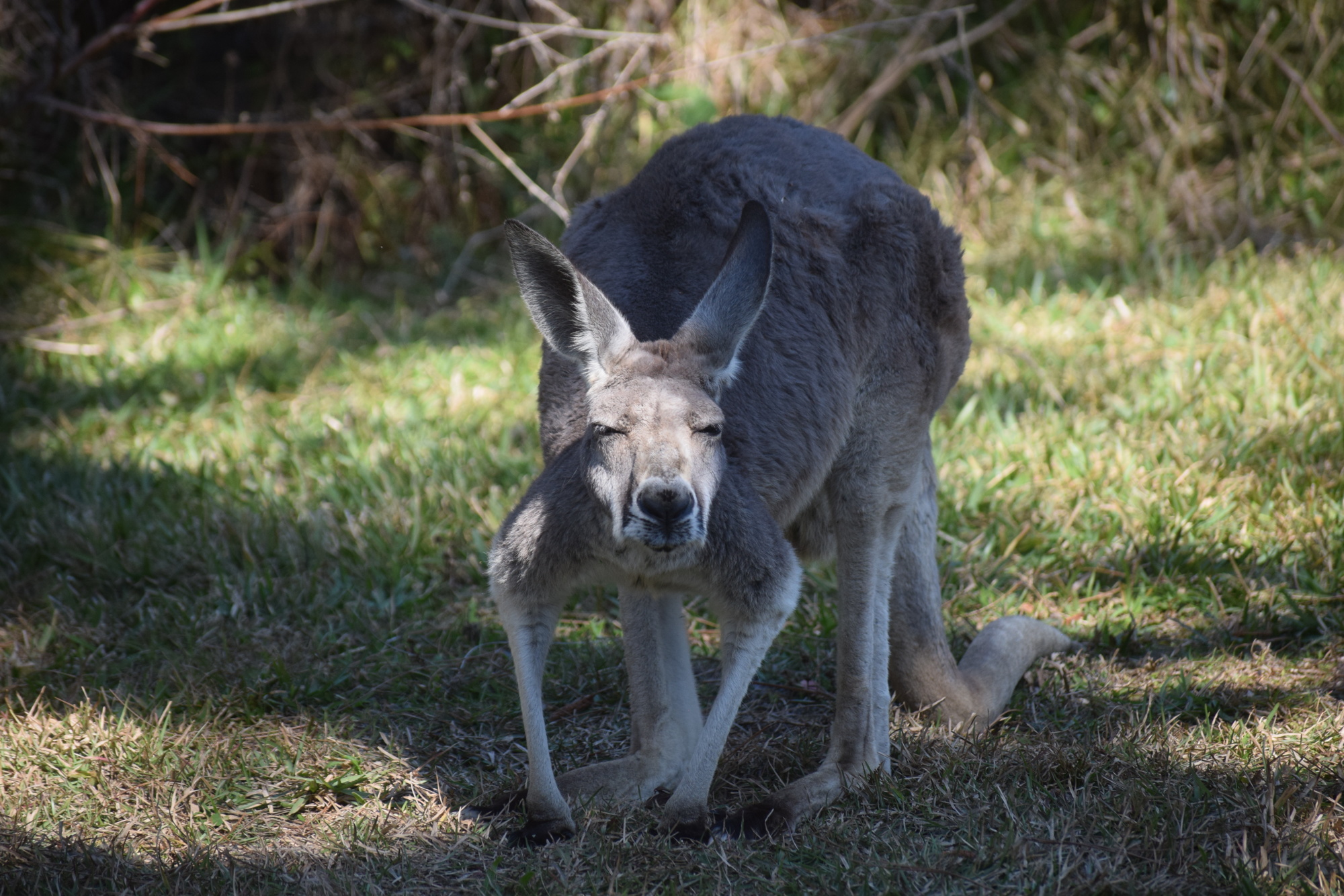 The Farmhouse Animal and Nature Sanctuary hopes to expand its land so it can handle more animals.