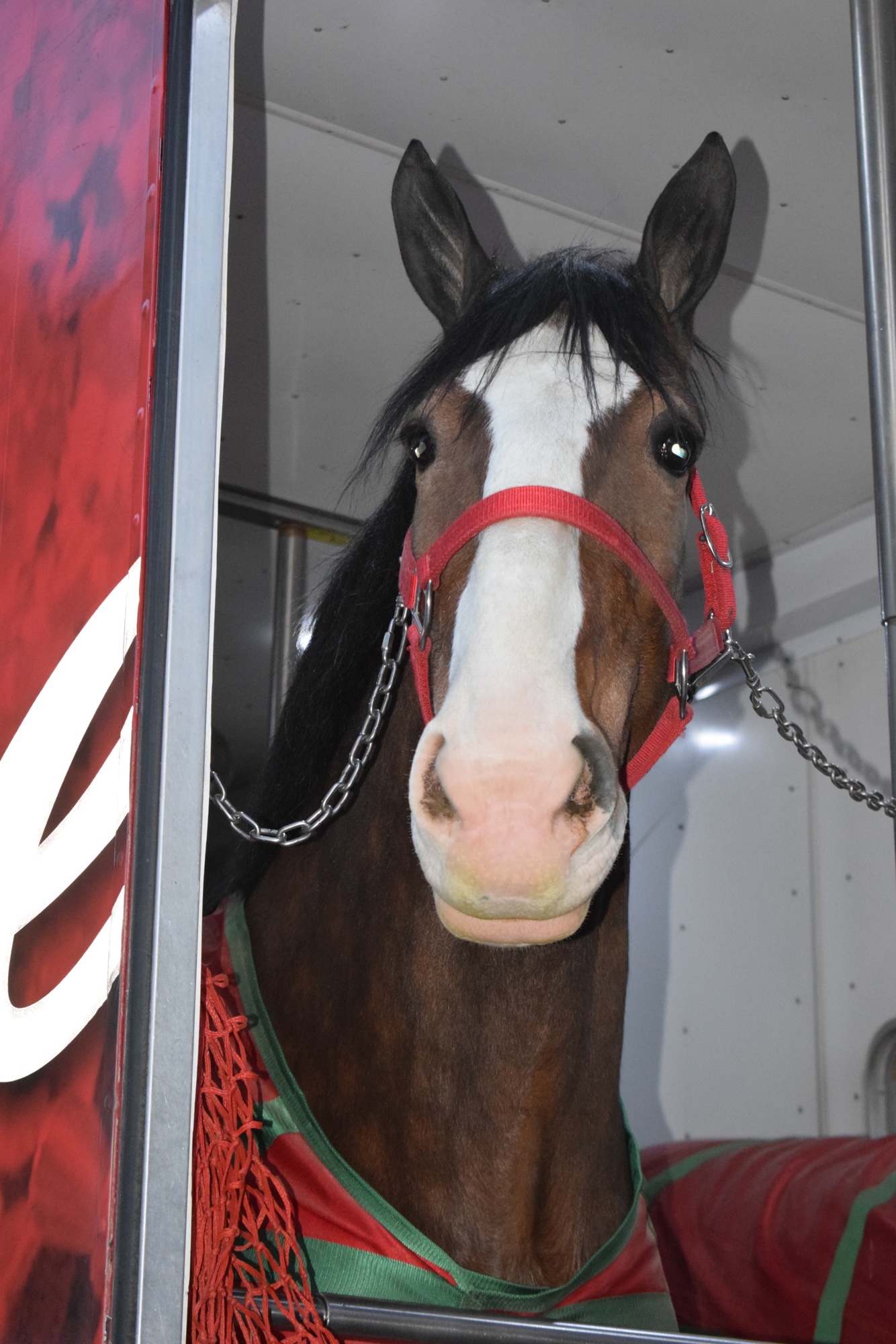 The Clydesdales have a busy schedule this week in the region.