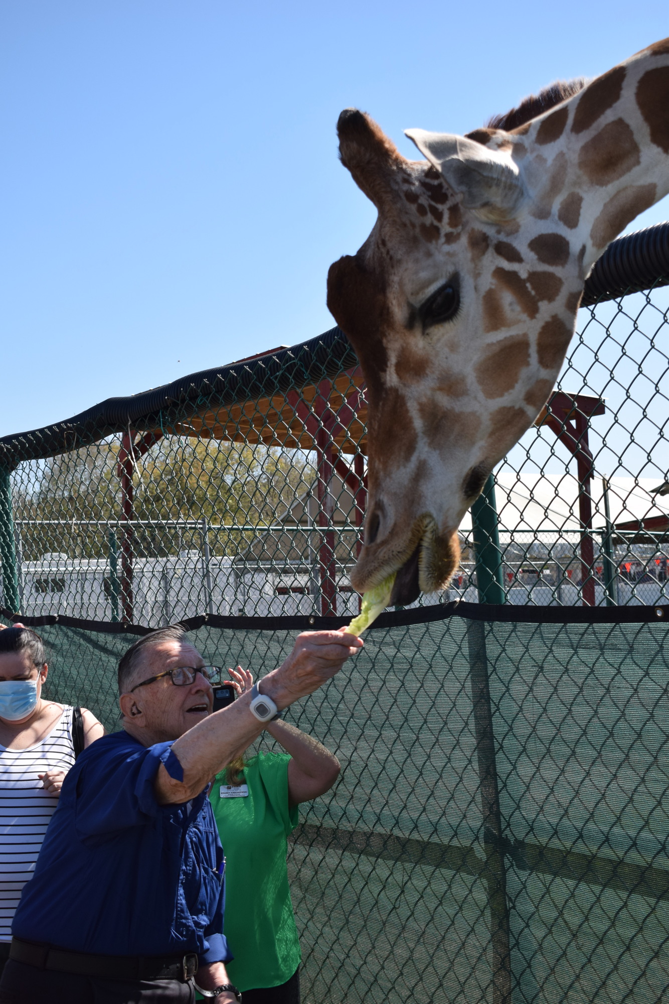 William Hatt finished his visit with the zebras and then made his way over to the giraffe habitat.
