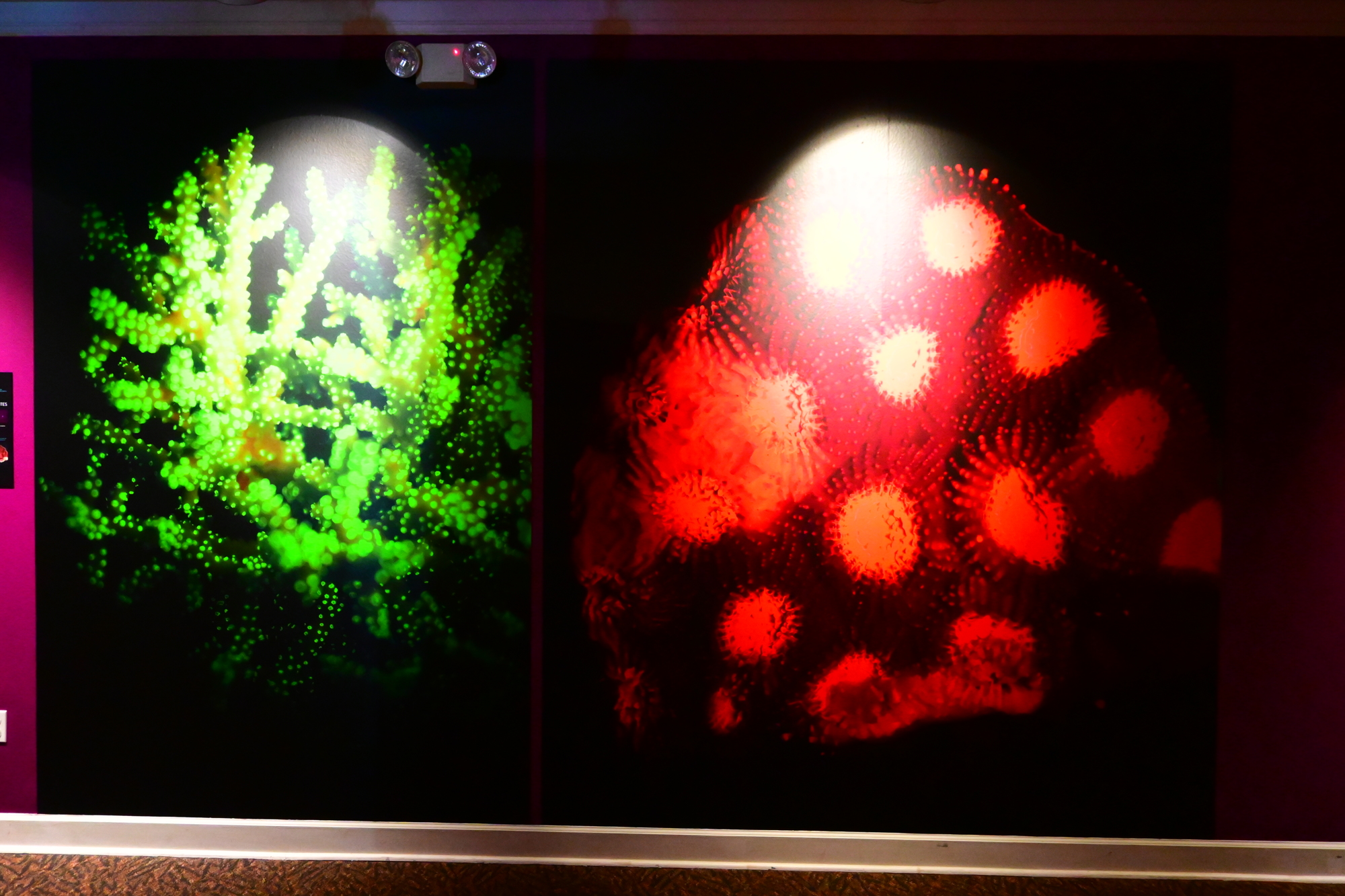This study of corals is one of many displays demonstrating how science has been impacted by technology and study of light. (Photo: Spencer Fordin)