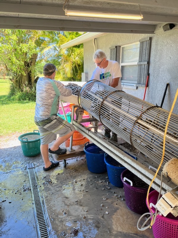 Volunteers using a clam-cleaning machine before Saturday's release. (Photo courtesy of Ronda Ryan)