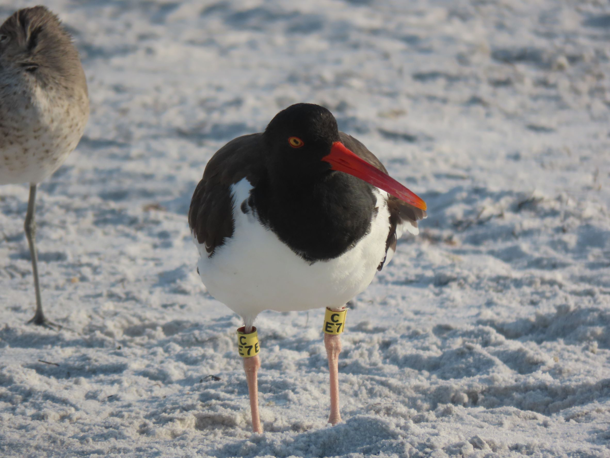 A tagged American oystercatcher showed up on Anna Maria Island recently. Courtesy of Kylie Wilson.
