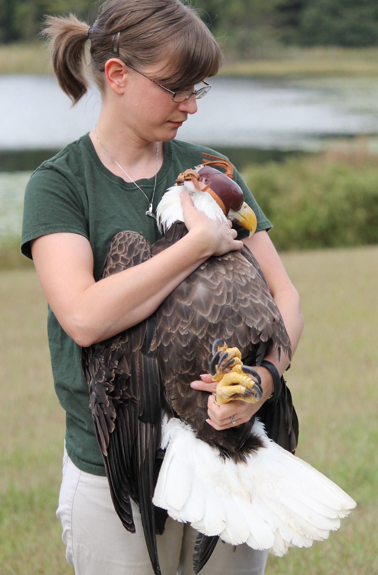 Veterinary technician Sam Little carried the bird into the area where it would be released.