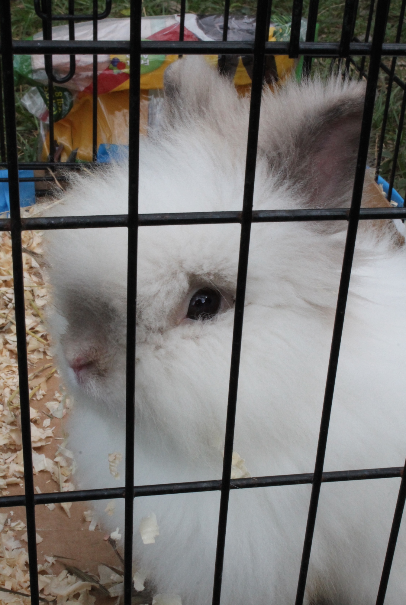 The rescue will take in nearly any animal, including rabbits.