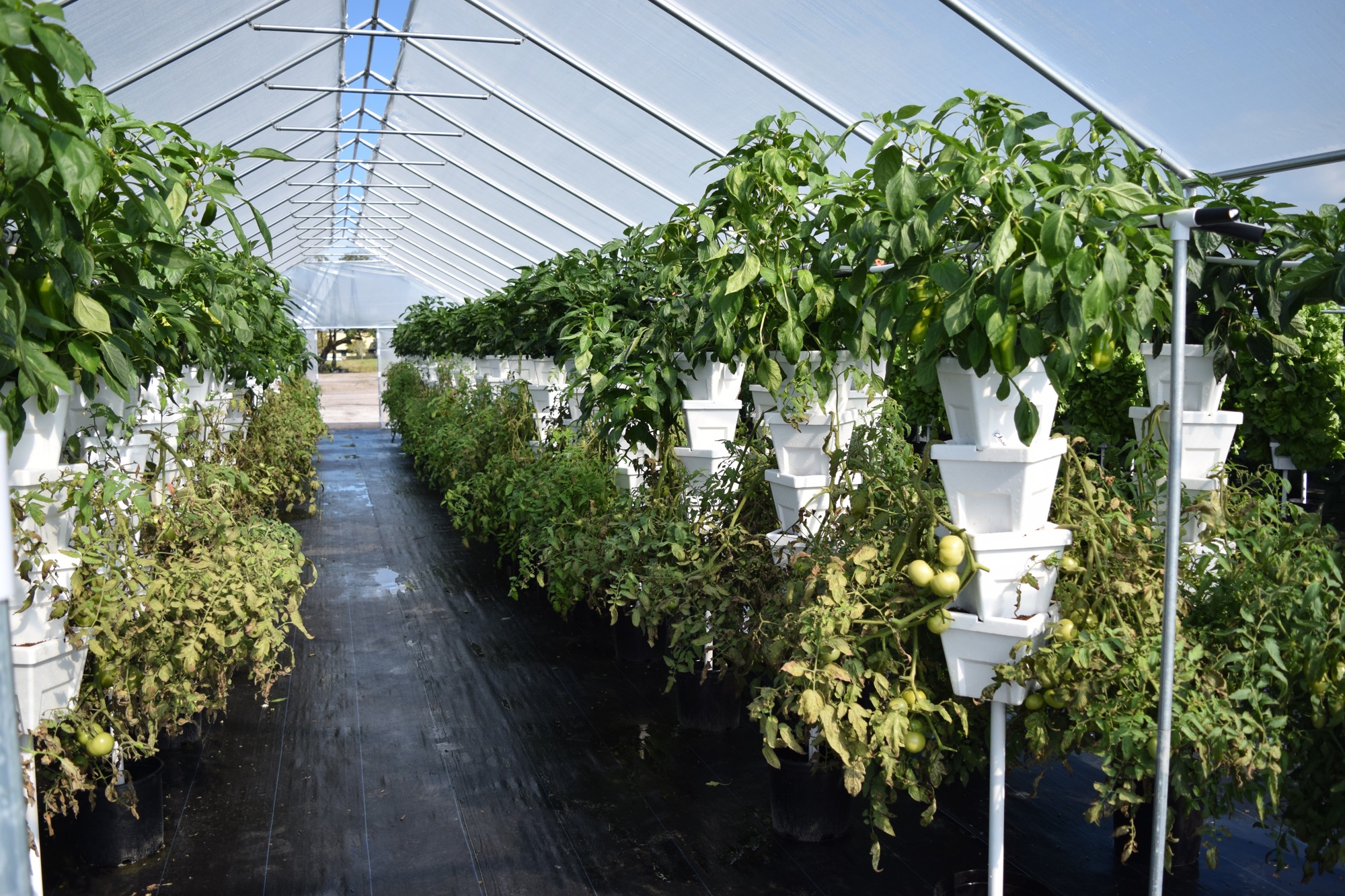 Rows of high towers are used to grow the produce. Nutrients and water are distributed through the pipes downward in each tower, dripping down to each styrofoam pot, which helps control temperature.