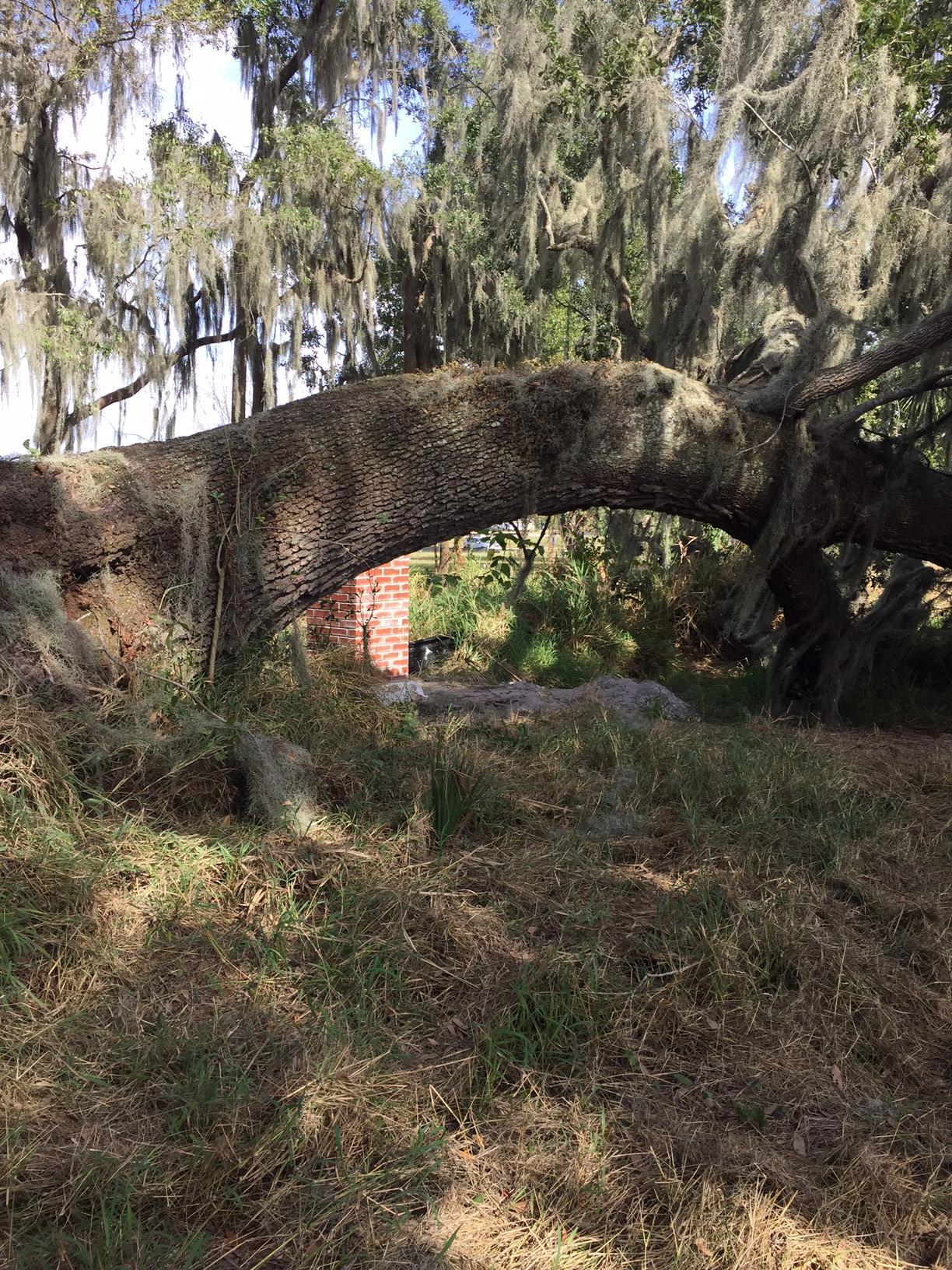This oak tree in Oakland Park fell during a storm a few months ago.