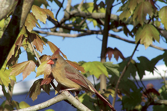 ILWO 1-29-15 Benedict Cardinal