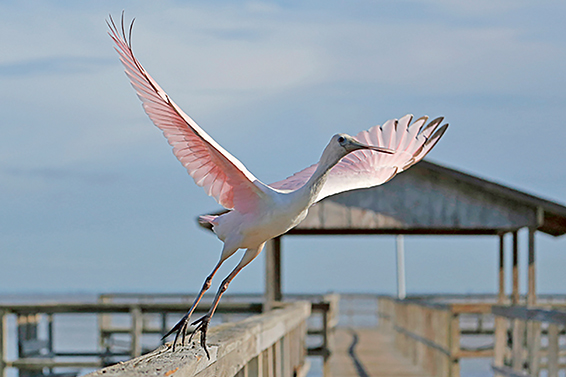 ILWO 11-4 Stanczak Bird
