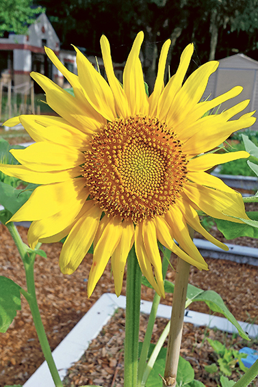 ILWO 4-24-15 Walker Sunflower